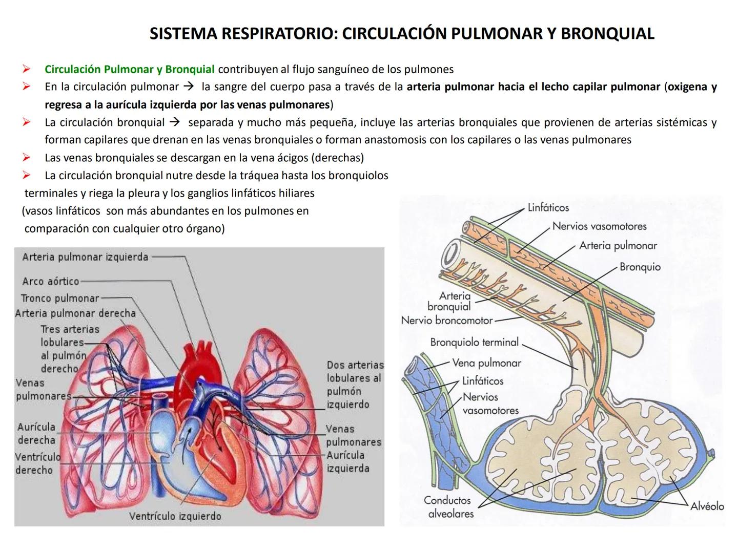 Universidad Austral de Chile
Escuela de Tecnología Médica
SISTEMA RESPIRATORIO I
Dra. Carolina Martin B. FISIOLOGÍA DEL SISTEMA RESPIRATORIO