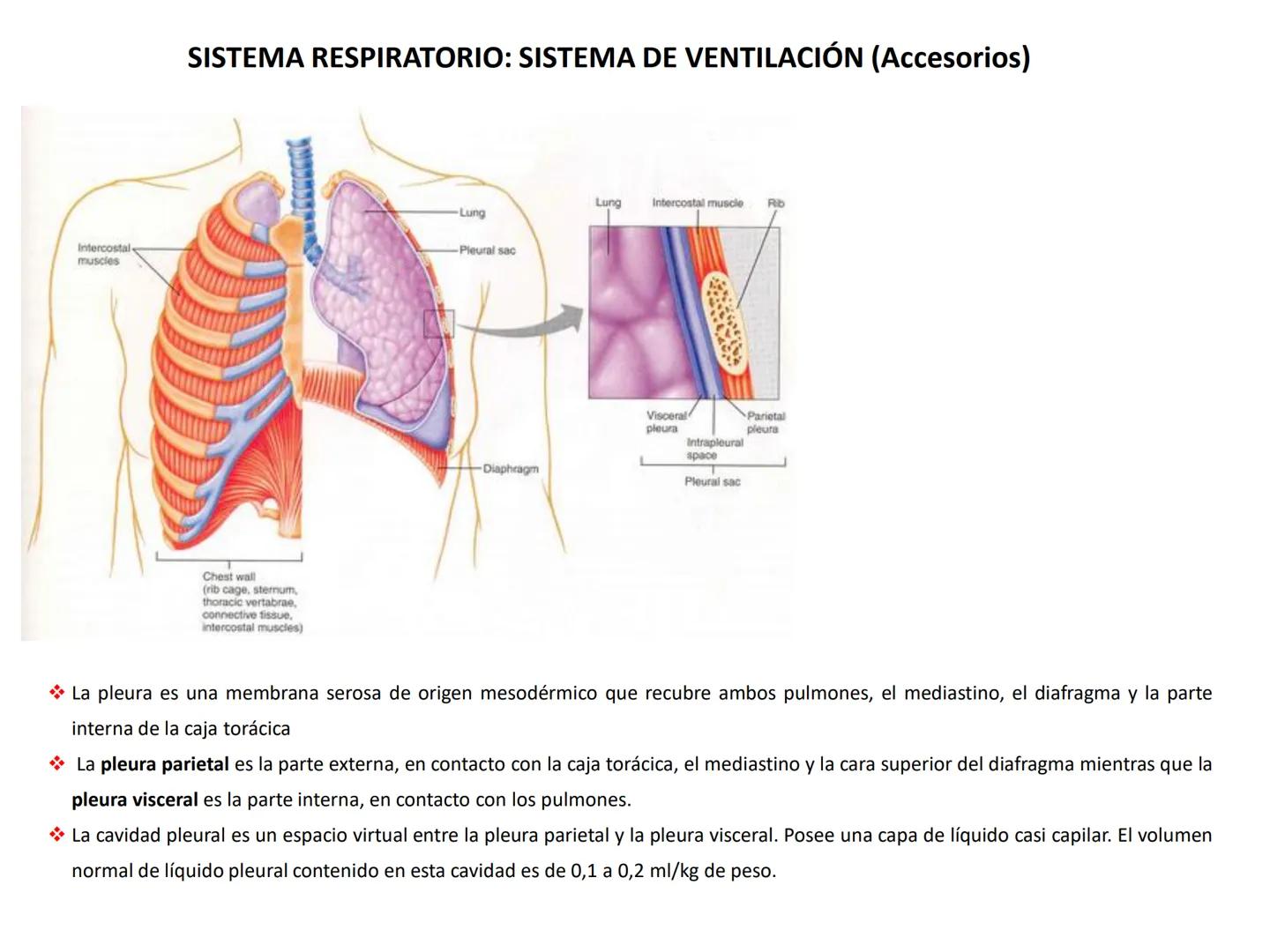 Universidad Austral de Chile
Escuela de Tecnología Médica
SISTEMA RESPIRATORIO I
Dra. Carolina Martin B. FISIOLOGÍA DEL SISTEMA RESPIRATORIO