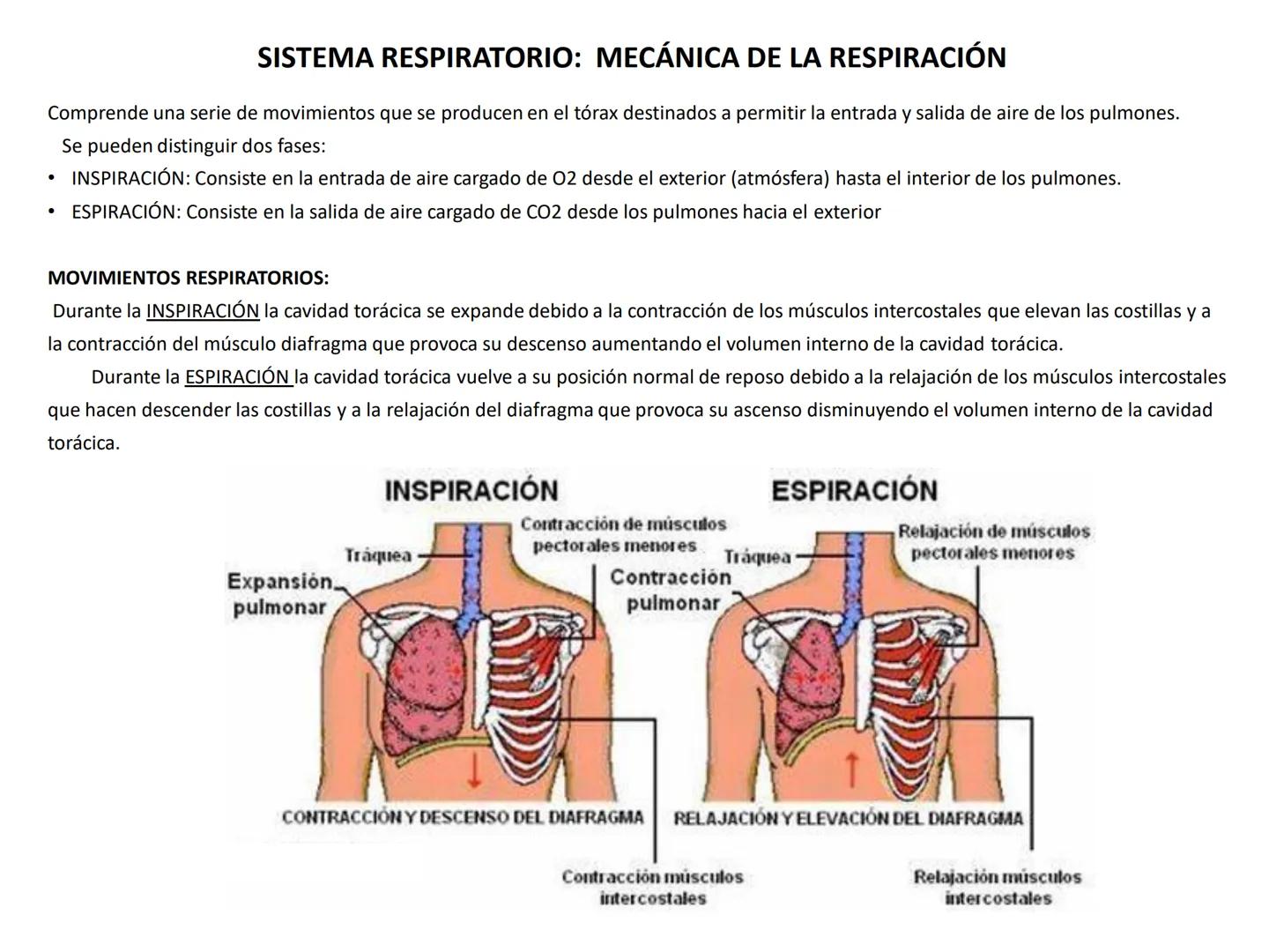 Universidad Austral de Chile
Escuela de Tecnología Médica
SISTEMA RESPIRATORIO I
Dra. Carolina Martin B. FISIOLOGÍA DEL SISTEMA RESPIRATORIO