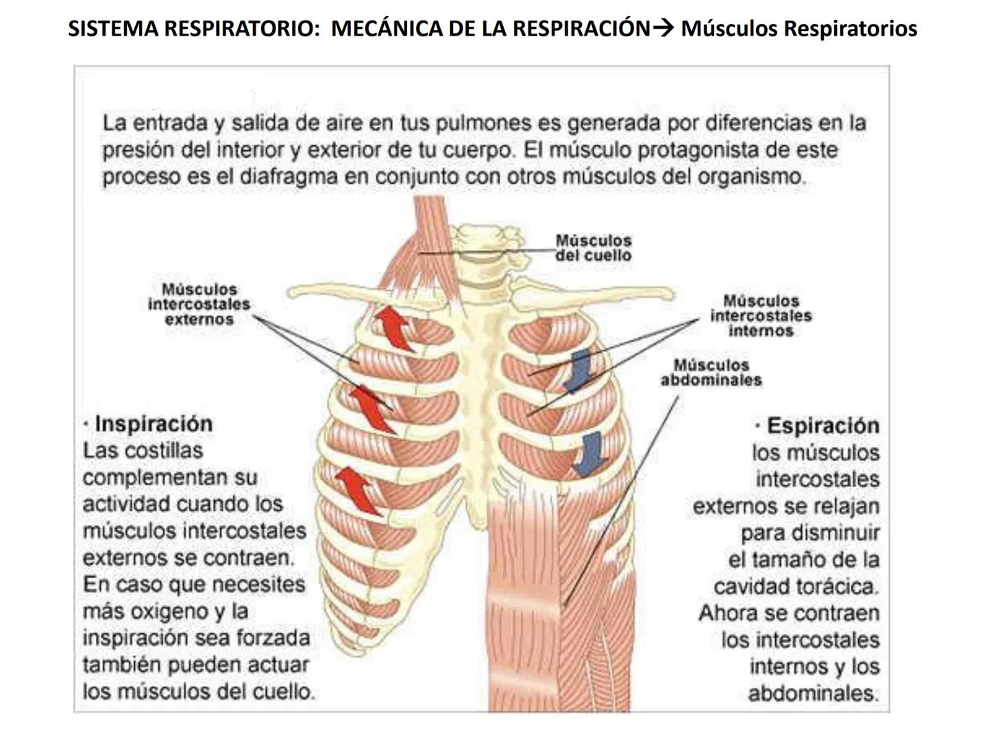 Universidad Austral de Chile
Escuela de Tecnología Médica
SISTEMA RESPIRATORIO I
Dra. Carolina Martin B. FISIOLOGÍA DEL SISTEMA RESPIRATORIO