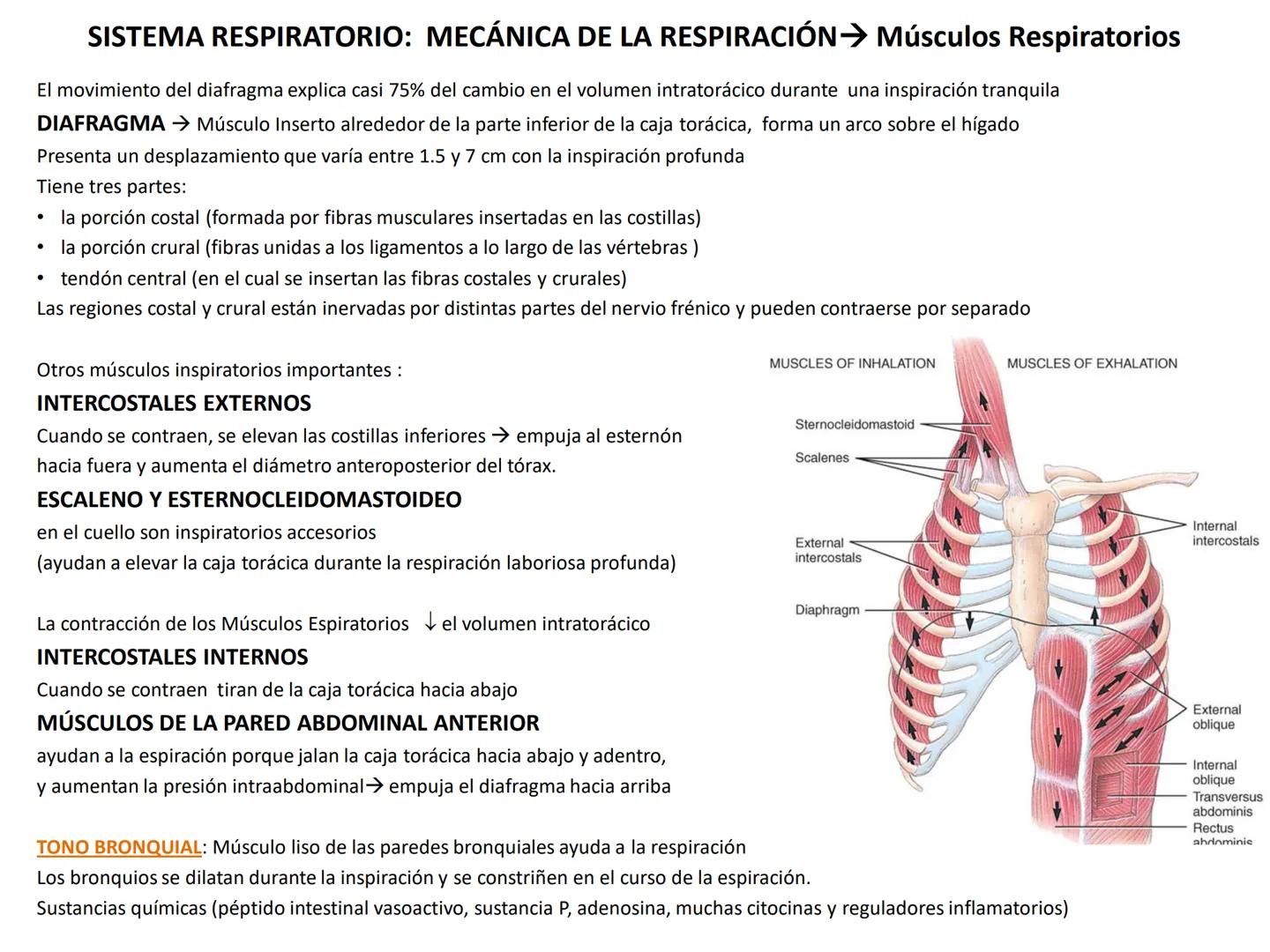 Universidad Austral de Chile
Escuela de Tecnología Médica
SISTEMA RESPIRATORIO I
Dra. Carolina Martin B. FISIOLOGÍA DEL SISTEMA RESPIRATORIO