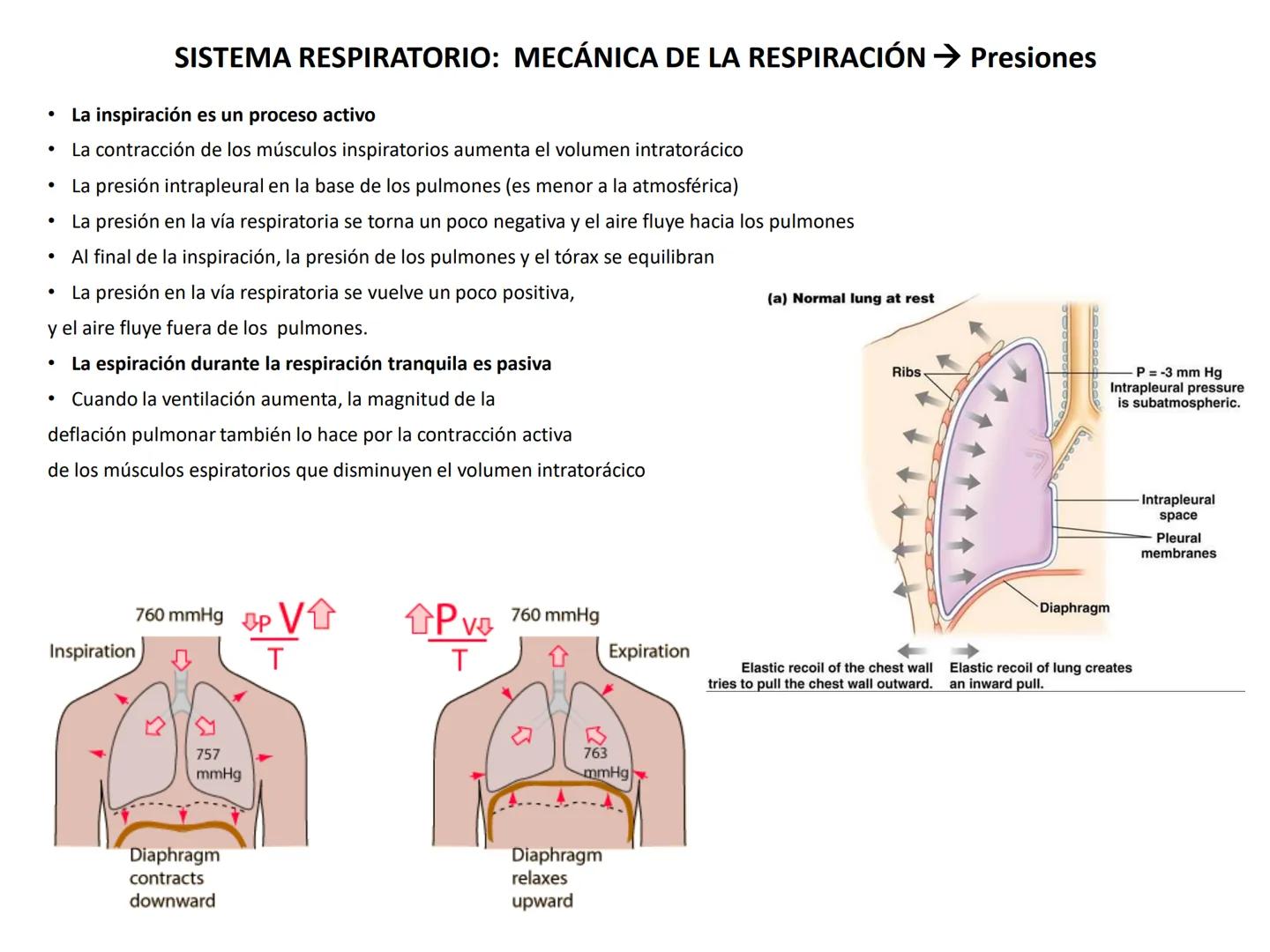 Universidad Austral de Chile
Escuela de Tecnología Médica
SISTEMA RESPIRATORIO I
Dra. Carolina Martin B. FISIOLOGÍA DEL SISTEMA RESPIRATORIO