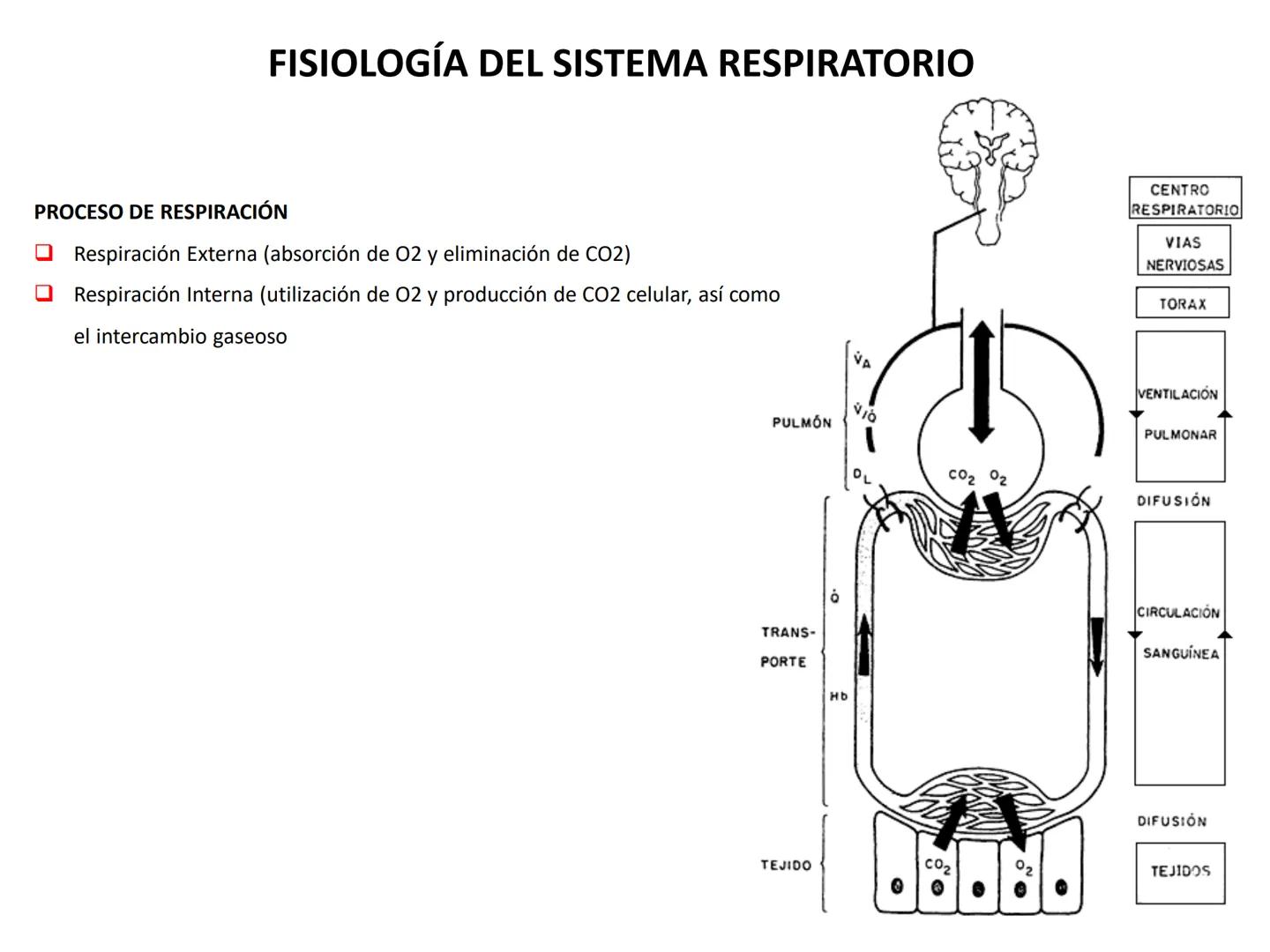 Universidad Austral de Chile
Escuela de Tecnología Médica
SISTEMA RESPIRATORIO I
Dra. Carolina Martin B. FISIOLOGÍA DEL SISTEMA RESPIRATORIO