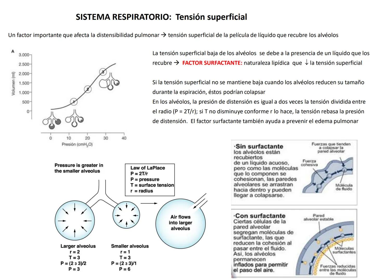 Universidad Austral de Chile
Escuela de Tecnología Médica
SISTEMA RESPIRATORIO I
Dra. Carolina Martin B. FISIOLOGÍA DEL SISTEMA RESPIRATORIO