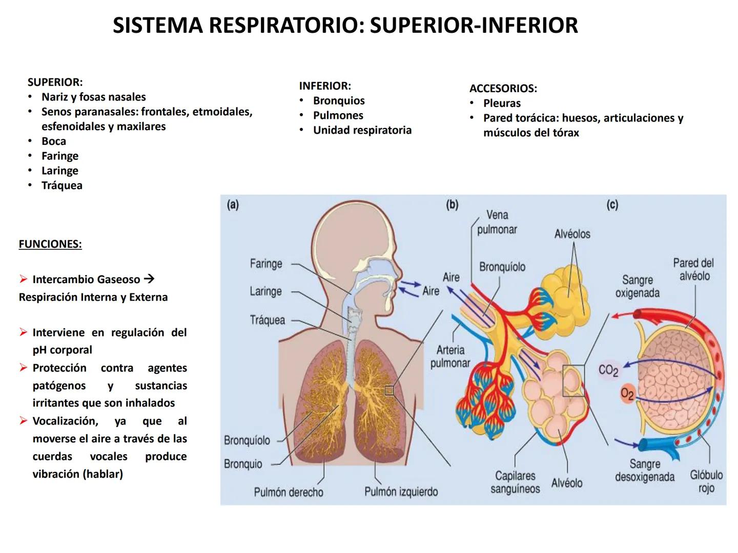 Universidad Austral de Chile
Escuela de Tecnología Médica
SISTEMA RESPIRATORIO I
Dra. Carolina Martin B. FISIOLOGÍA DEL SISTEMA RESPIRATORIO