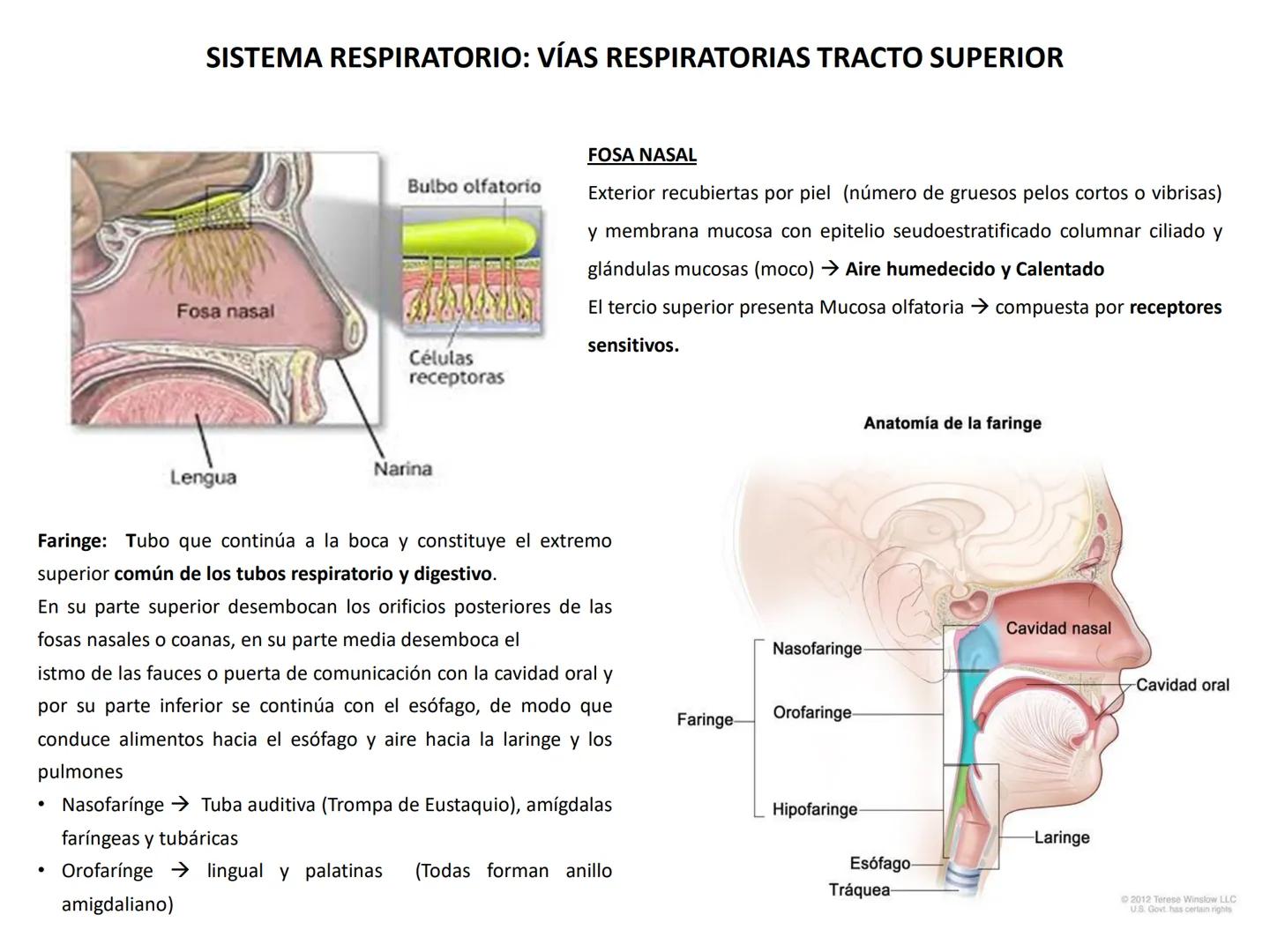 Universidad Austral de Chile
Escuela de Tecnología Médica
SISTEMA RESPIRATORIO I
Dra. Carolina Martin B. FISIOLOGÍA DEL SISTEMA RESPIRATORIO