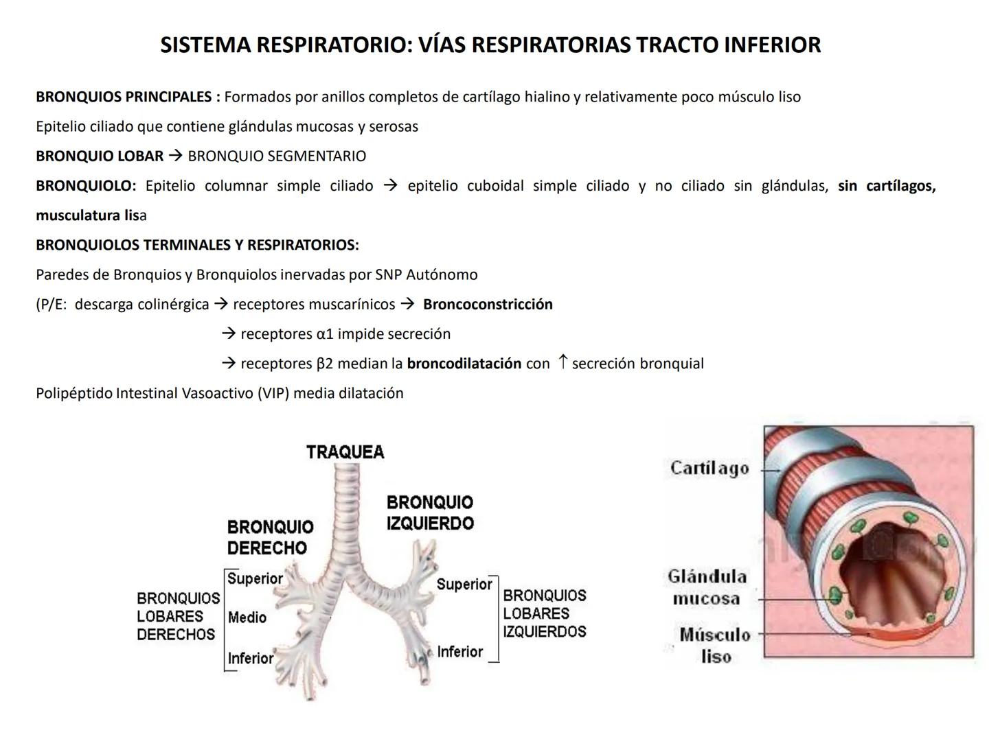 Universidad Austral de Chile
Escuela de Tecnología Médica
SISTEMA RESPIRATORIO I
Dra. Carolina Martin B. FISIOLOGÍA DEL SISTEMA RESPIRATORIO