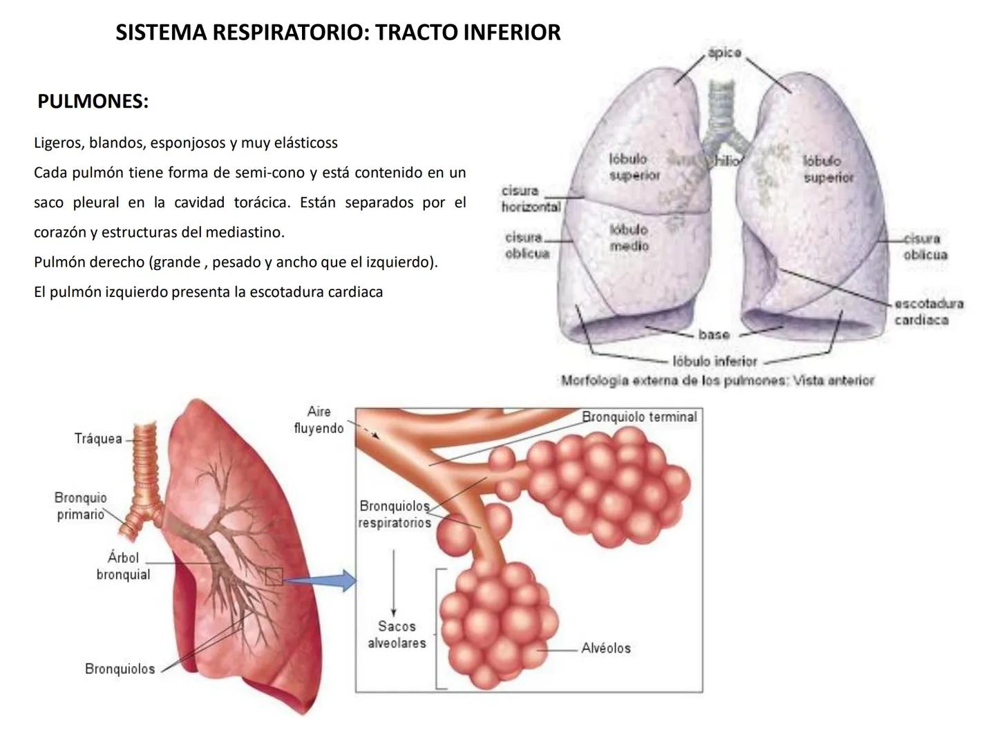 Universidad Austral de Chile
Escuela de Tecnología Médica
SISTEMA RESPIRATORIO I
Dra. Carolina Martin B. FISIOLOGÍA DEL SISTEMA RESPIRATORIO