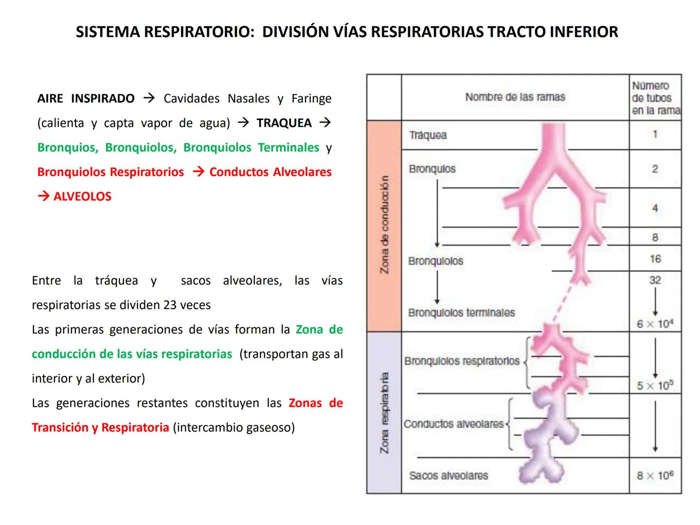 Universidad Austral de Chile
Escuela de Tecnología Médica
SISTEMA RESPIRATORIO I
Dra. Carolina Martin B. FISIOLOGÍA DEL SISTEMA RESPIRATORIO