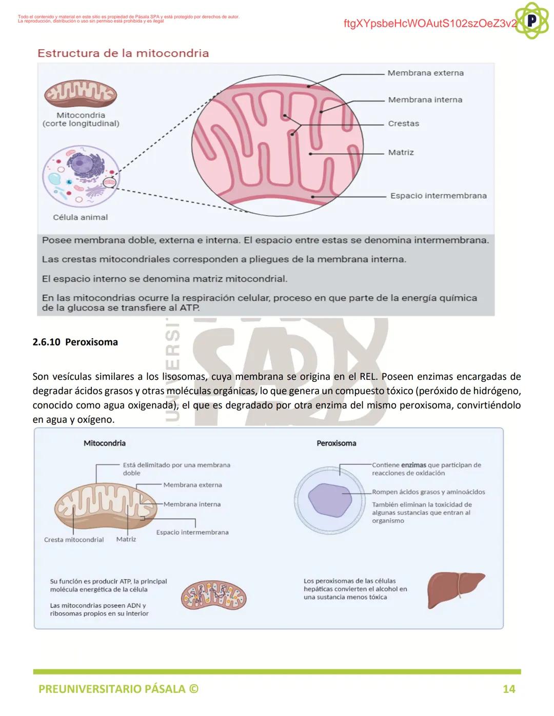 PREUNIVERSITARIO
TEORÍA
BIOLOGÍA
EJE: ORGANIZACIÓN, ESTRUCTURA Y ACTIVIDAD CELULAR
TEMA: BIOLOGÍA CELULAR
PA
LA
ftgXYpsbeHcWOAutS102szOeZ3v2
