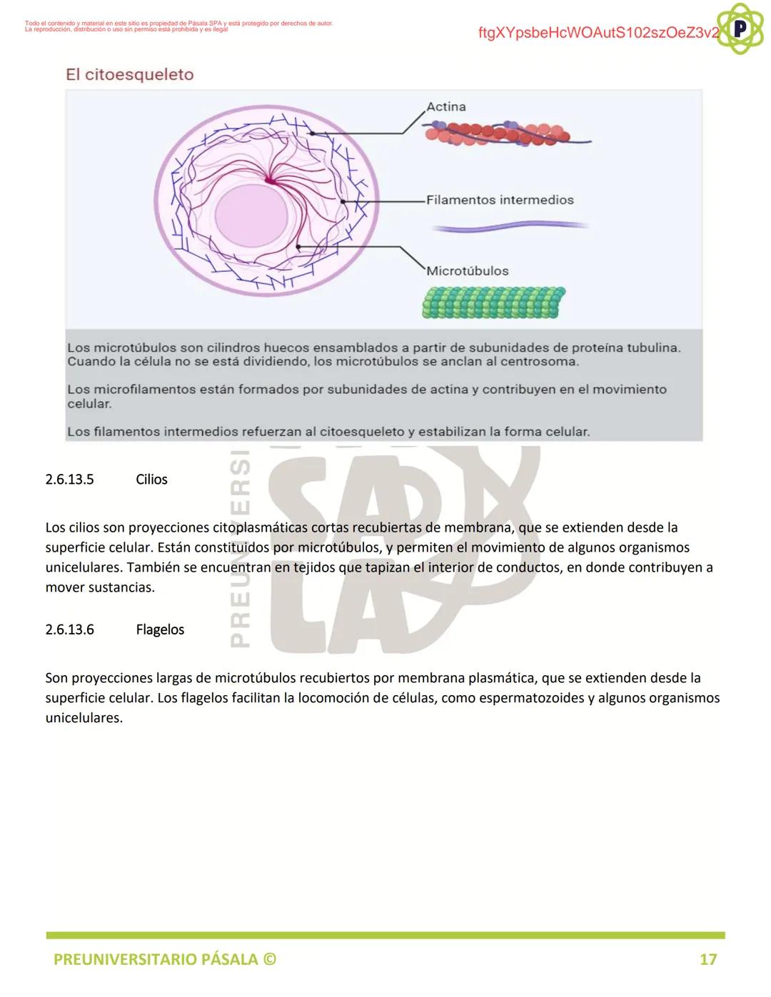 PREUNIVERSITARIO
TEORÍA
BIOLOGÍA
EJE: ORGANIZACIÓN, ESTRUCTURA Y ACTIVIDAD CELULAR
TEMA: BIOLOGÍA CELULAR
PA
LA
ftgXYpsbeHcWOAutS102szOeZ3v2