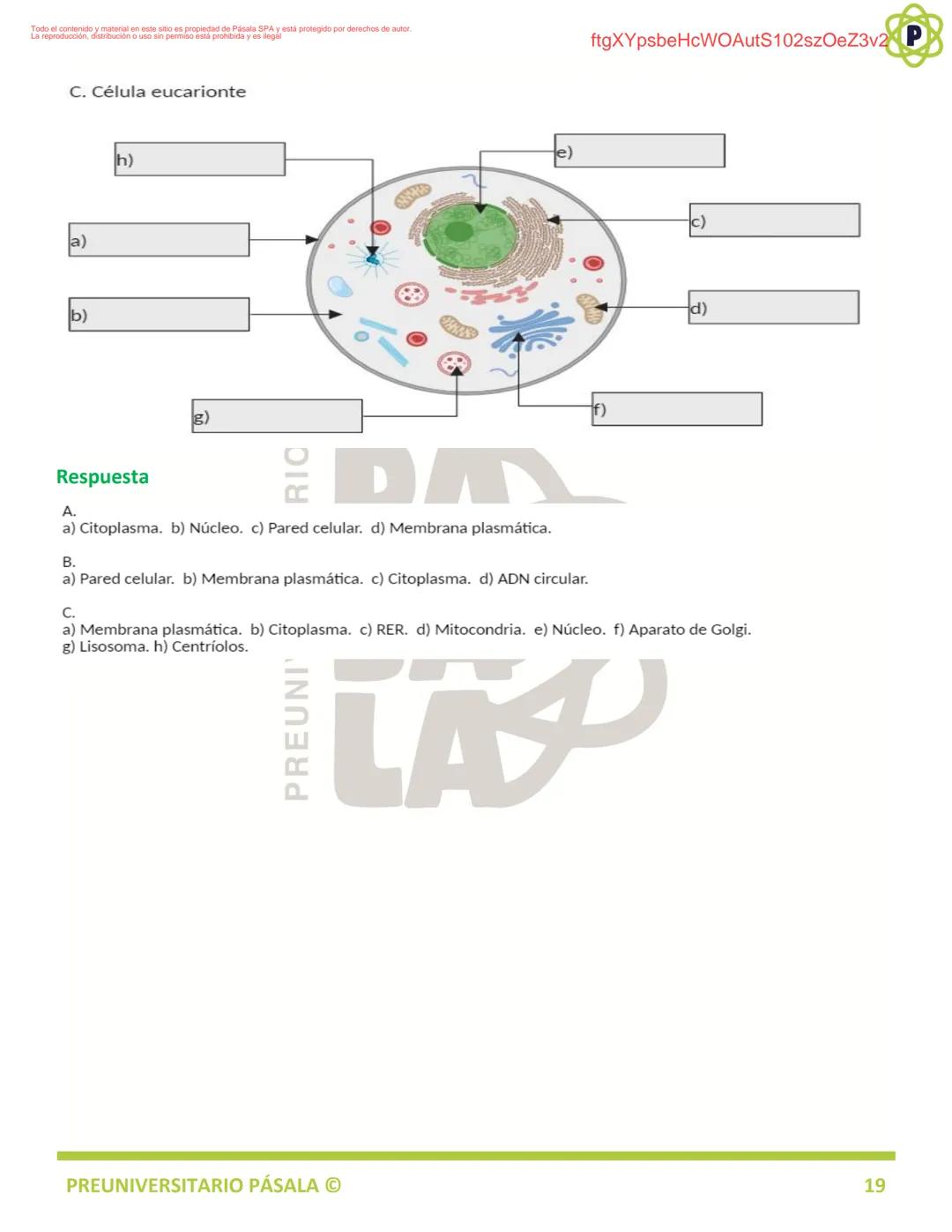 PREUNIVERSITARIO
TEORÍA
BIOLOGÍA
EJE: ORGANIZACIÓN, ESTRUCTURA Y ACTIVIDAD CELULAR
TEMA: BIOLOGÍA CELULAR
PA
LA
ftgXYpsbeHcWOAutS102szOeZ3v2