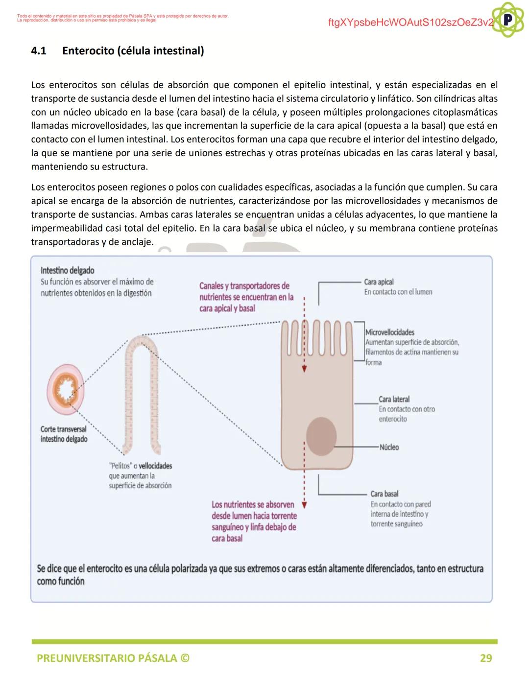 PREUNIVERSITARIO
TEORÍA
BIOLOGÍA
EJE: ORGANIZACIÓN, ESTRUCTURA Y ACTIVIDAD CELULAR
TEMA: BIOLOGÍA CELULAR
PA
LA
ftgXYpsbeHcWOAutS102szOeZ3v2