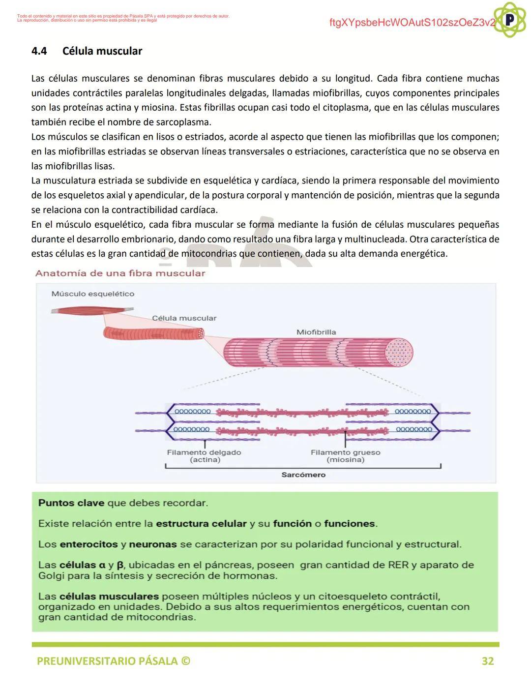 PREUNIVERSITARIO
TEORÍA
BIOLOGÍA
EJE: ORGANIZACIÓN, ESTRUCTURA Y ACTIVIDAD CELULAR
TEMA: BIOLOGÍA CELULAR
PA
LA
ftgXYpsbeHcWOAutS102szOeZ3v2