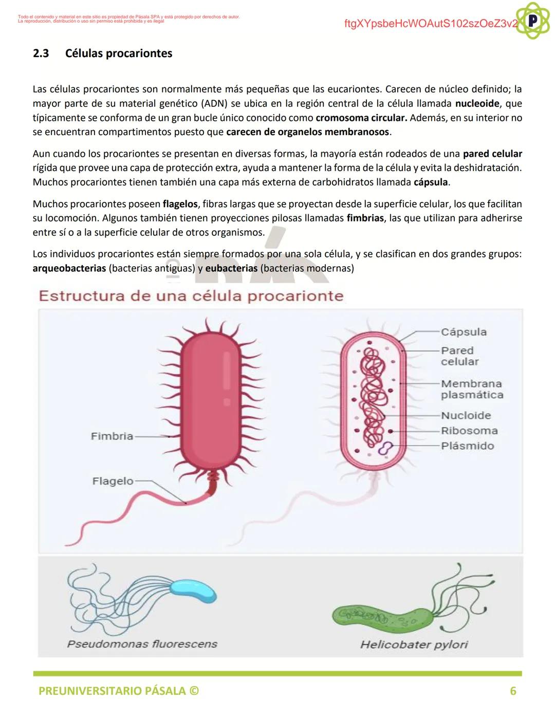 PREUNIVERSITARIO
TEORÍA
BIOLOGÍA
EJE: ORGANIZACIÓN, ESTRUCTURA Y ACTIVIDAD CELULAR
TEMA: BIOLOGÍA CELULAR
PA
LA
ftgXYpsbeHcWOAutS102szOeZ3v2