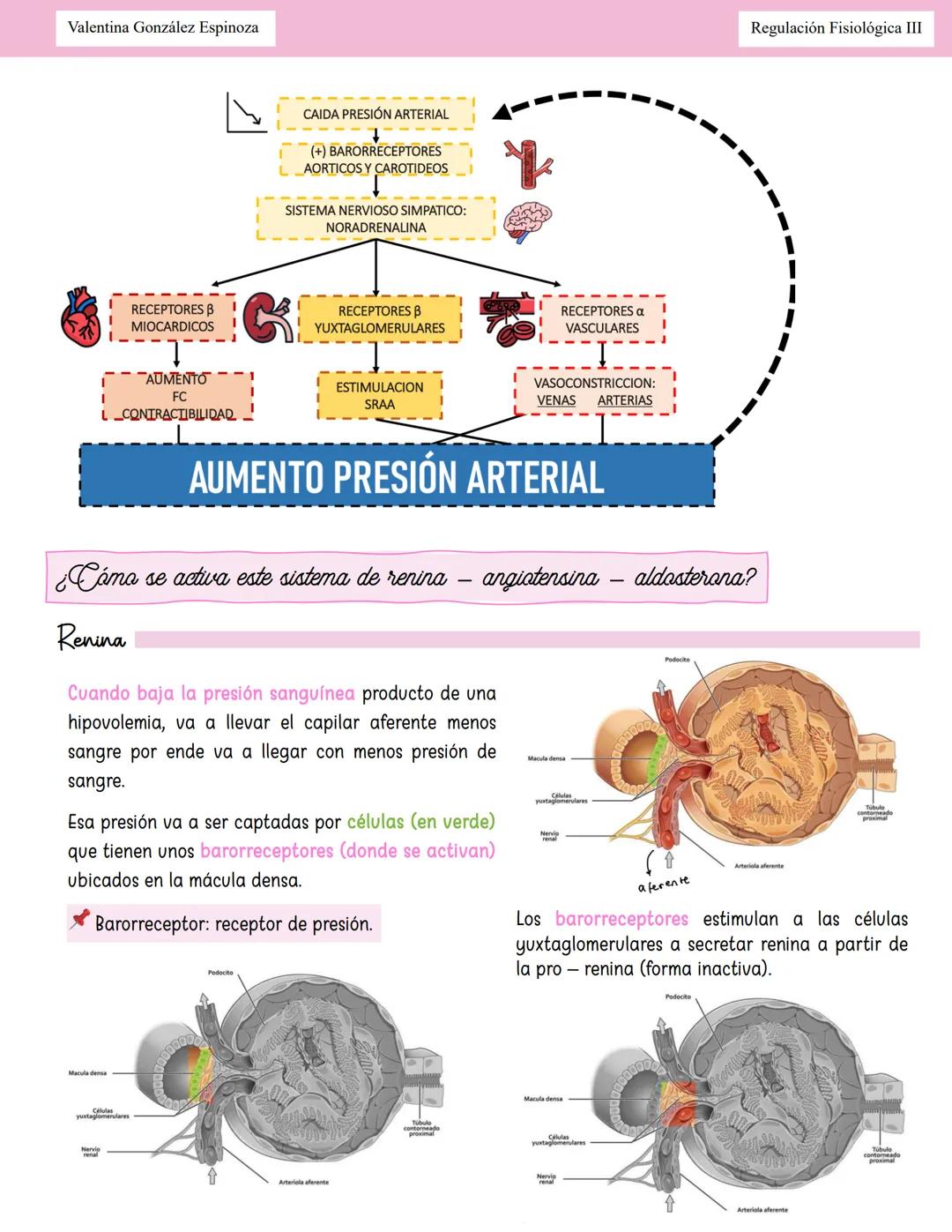 --- OCR Start ---
Valentina González Espinoza
Regulación Fisiológica III
Homeostasis Hidroelectroliticor
Equilibrio Hidrico
Balance: Ingreso