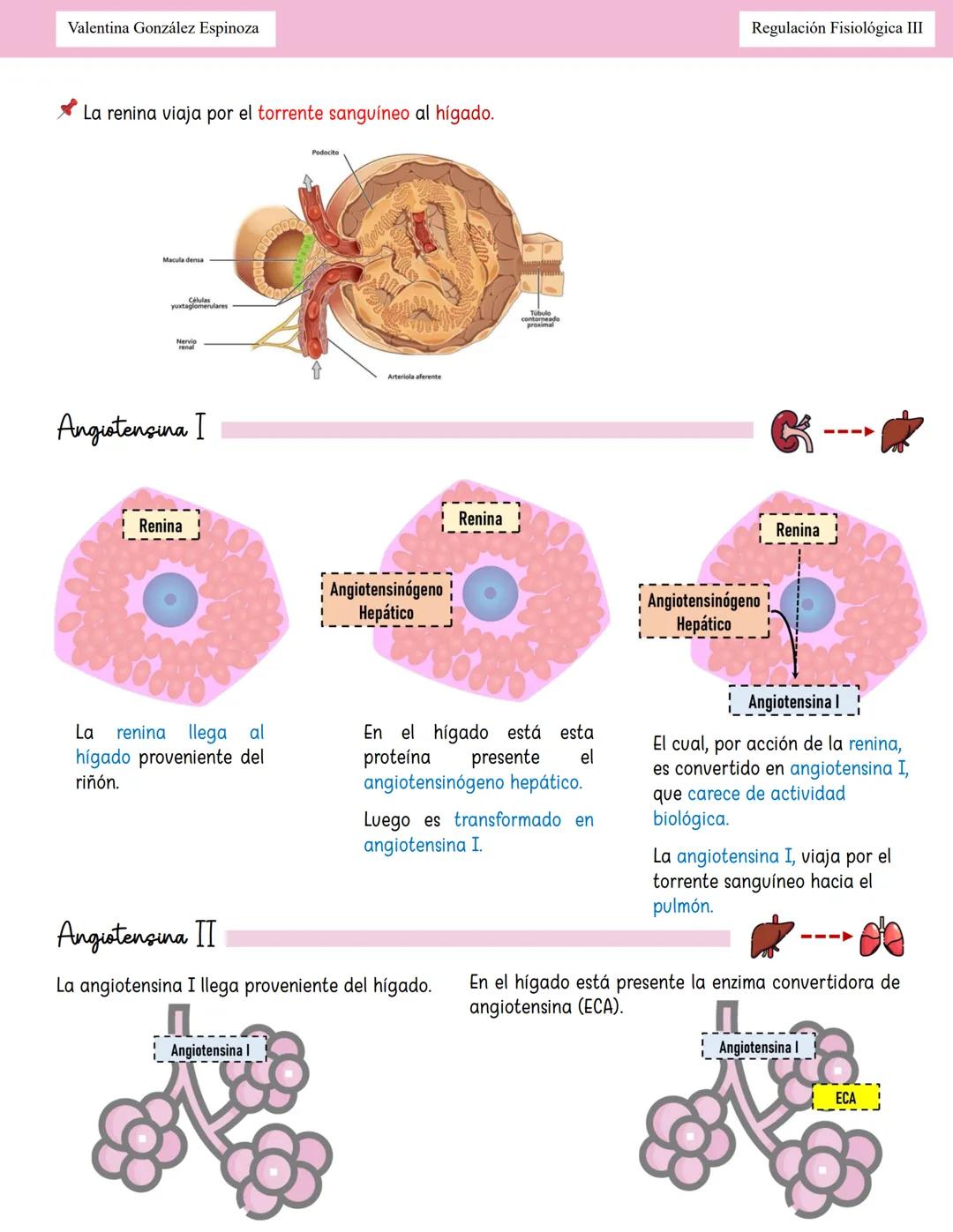 --- OCR Start ---
Valentina González Espinoza
Regulación Fisiológica III
Homeostasis Hidroelectroliticor
Equilibrio Hidrico
Balance: Ingreso