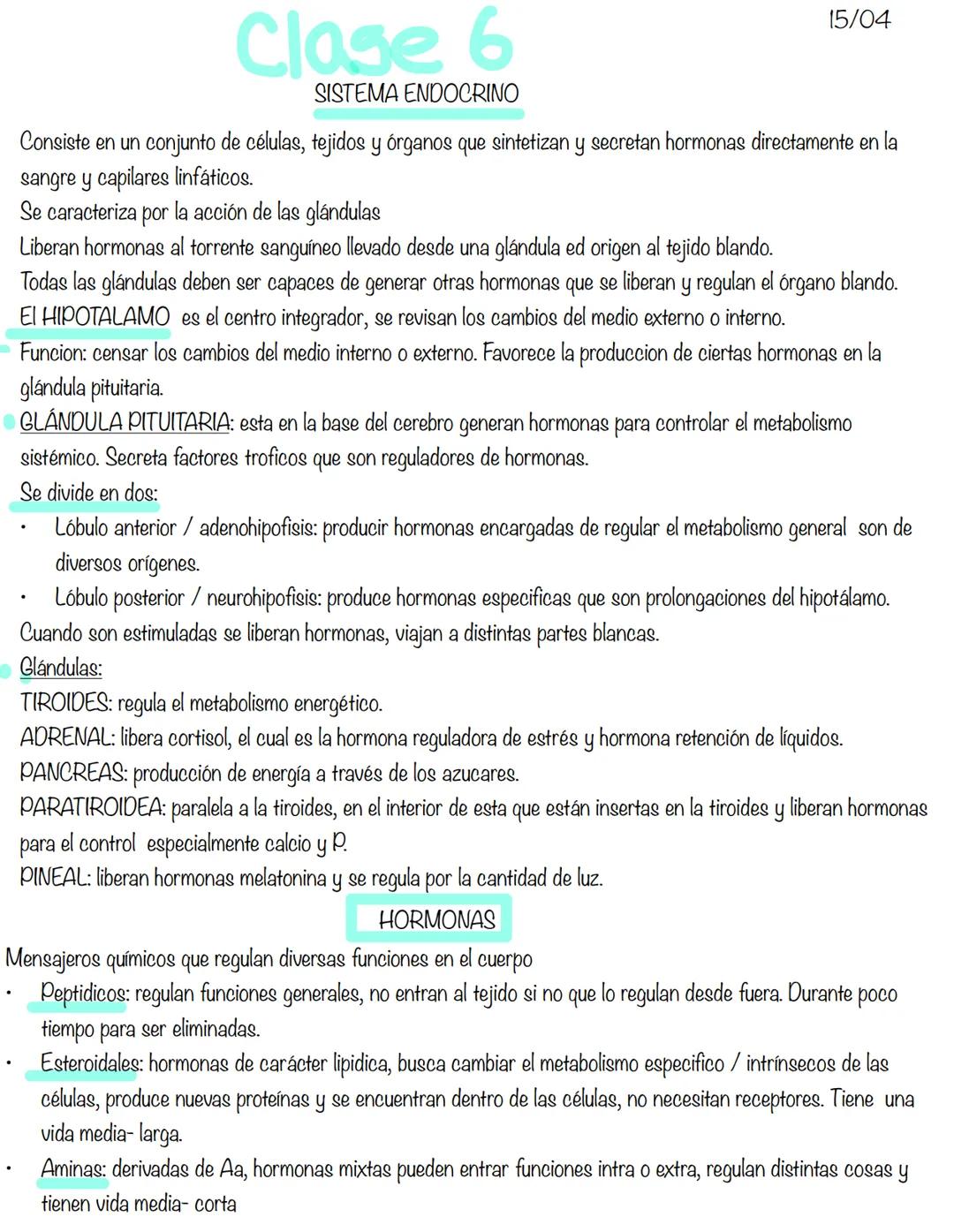 Clase 6
SISTEMA ENDOCRINO
15/04
Consiste en un conjunto de células, tejidos y órganos que sintetizan y secretan hormonas directamente en la
