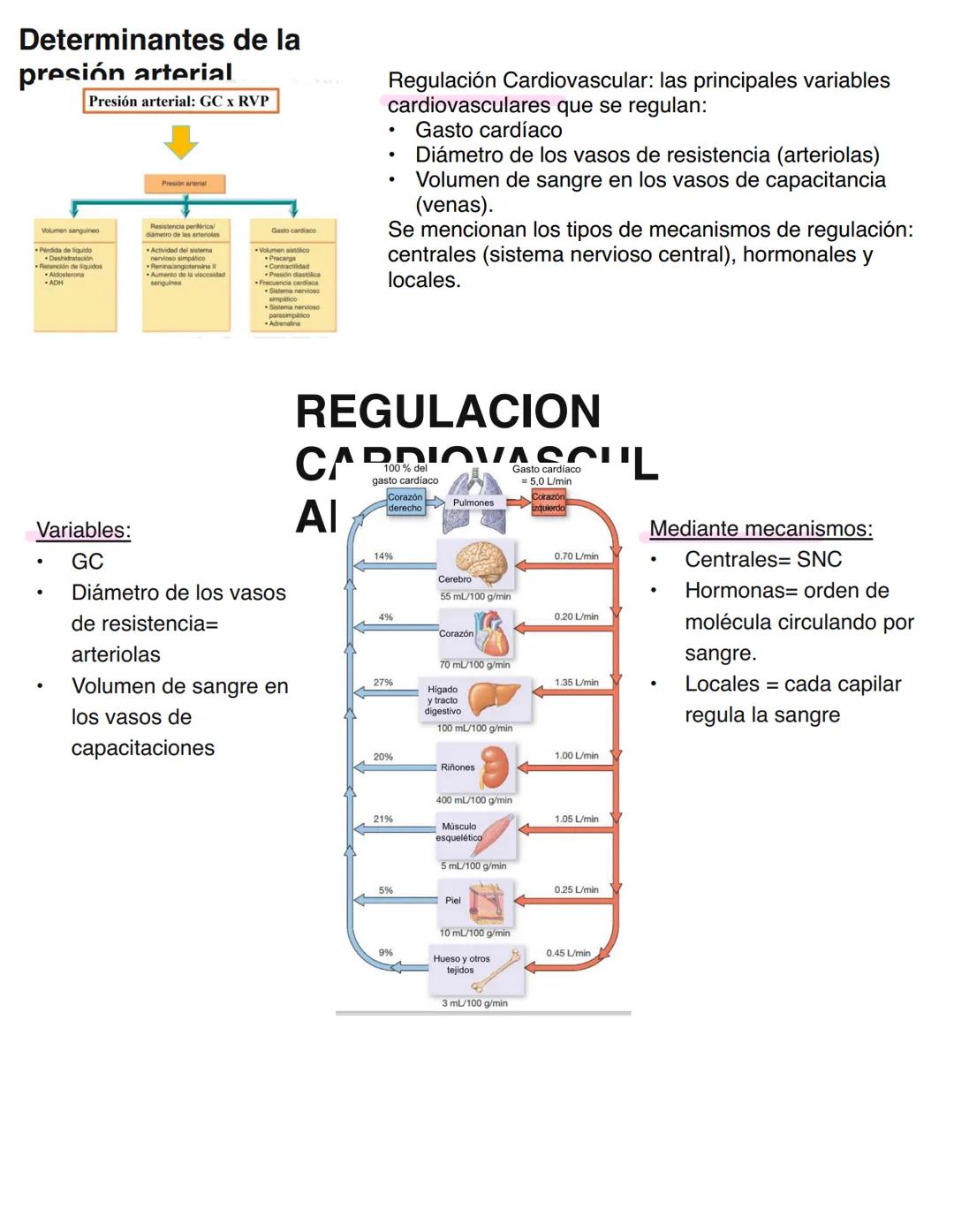 Clase 6
SISTEMA ENDOCRINO
15/04
Consiste en un conjunto de células, tejidos y órganos que sintetizan y secretan hormonas directamente en la