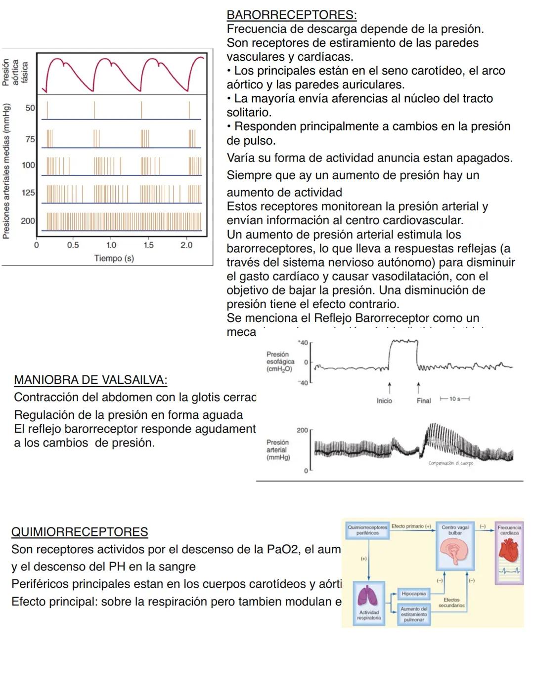 Clase 6
SISTEMA ENDOCRINO
15/04
Consiste en un conjunto de células, tejidos y órganos que sintetizan y secretan hormonas directamente en la