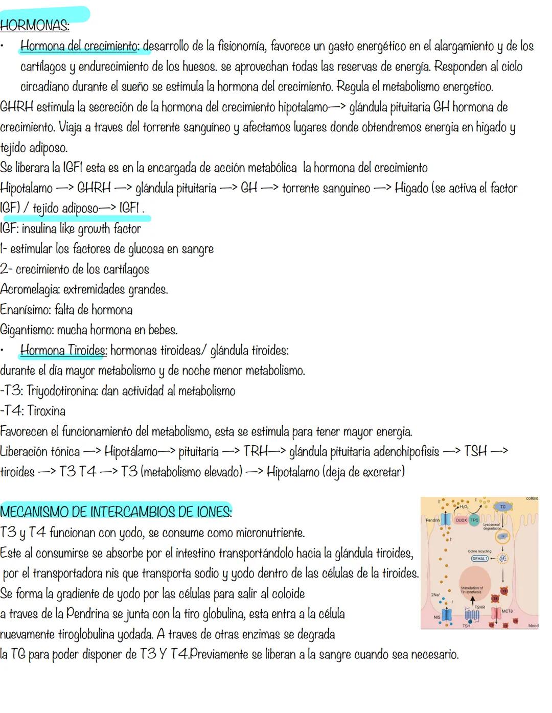 Clase 6
SISTEMA ENDOCRINO
15/04
Consiste en un conjunto de células, tejidos y órganos que sintetizan y secretan hormonas directamente en la