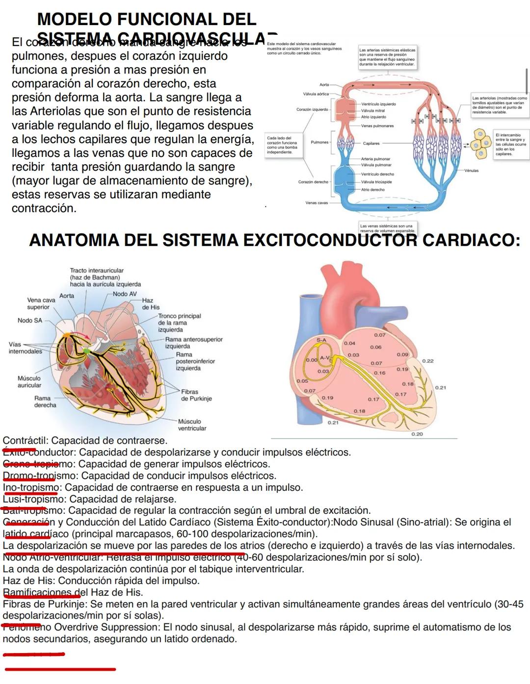 Clase 6
SISTEMA ENDOCRINO
15/04
Consiste en un conjunto de células, tejidos y órganos que sintetizan y secretan hormonas directamente en la