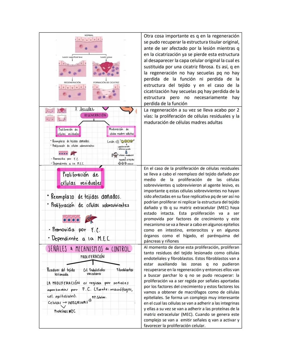 Fibroblast
A
Macrophage
Reparación y renovación
tisular
Epithelial cells
Granulation
Sasuo
Neutrophil
Capillary
B
New blood vessels
Collagen