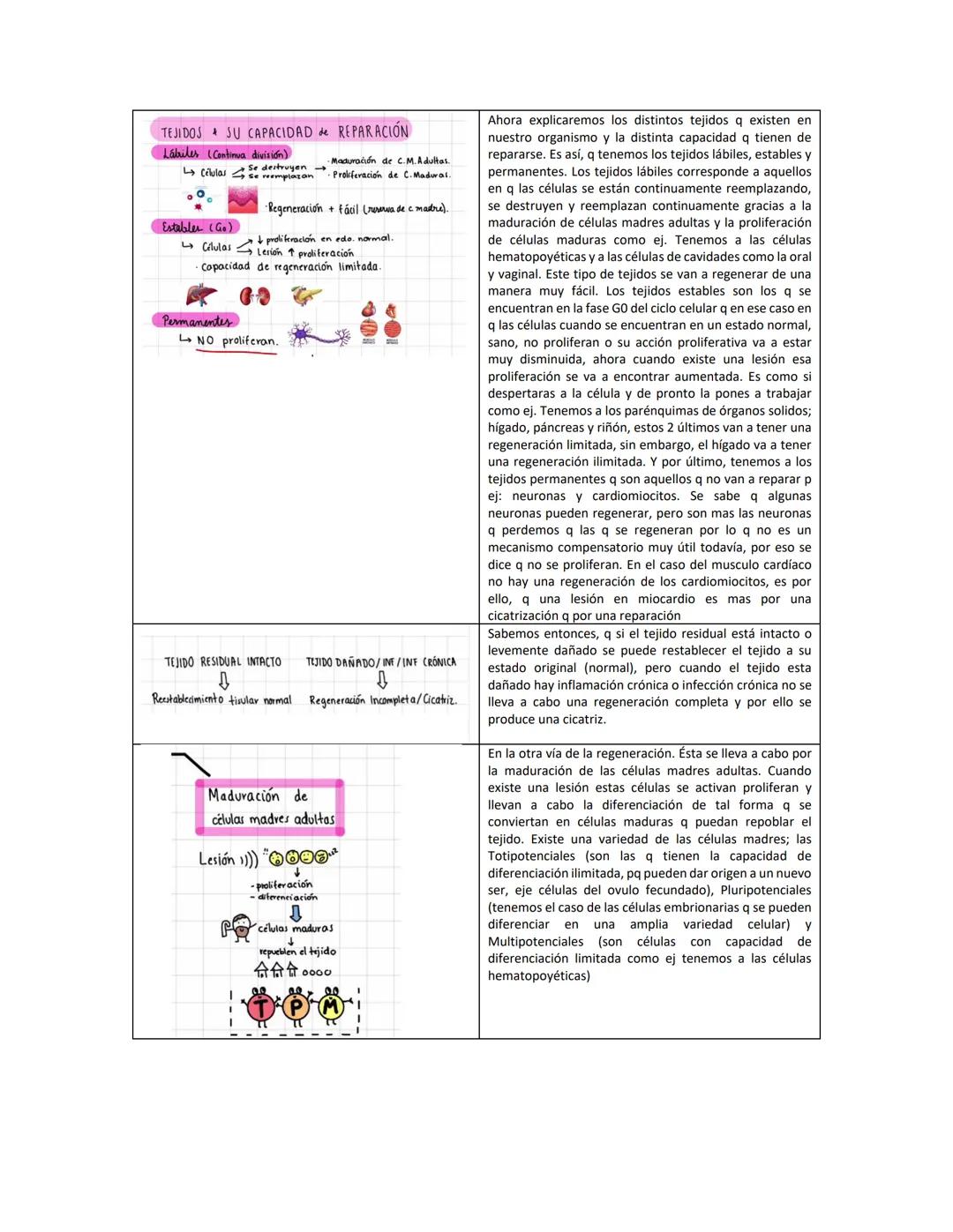 Fibroblast
A
Macrophage
Reparación y renovación
tisular
Epithelial cells
Granulation
Sasuo
Neutrophil
Capillary
B
New blood vessels
Collagen
