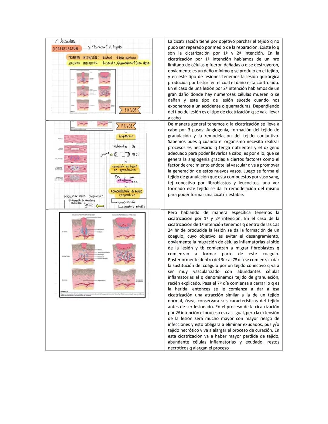 Fibroblast
A
Macrophage
Reparación y renovación
tisular
Epithelial cells
Granulation
Sasuo
Neutrophil
Capillary
B
New blood vessels
Collagen