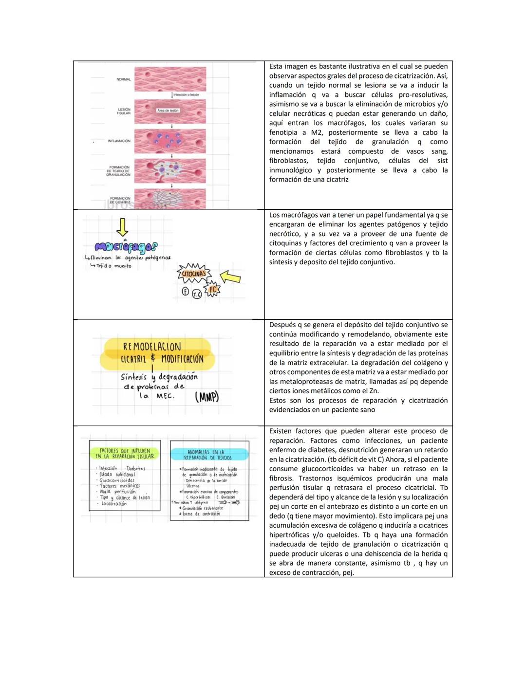 Fibroblast
A
Macrophage
Reparación y renovación
tisular
Epithelial cells
Granulation
Sasuo
Neutrophil
Capillary
B
New blood vessels
Collagen