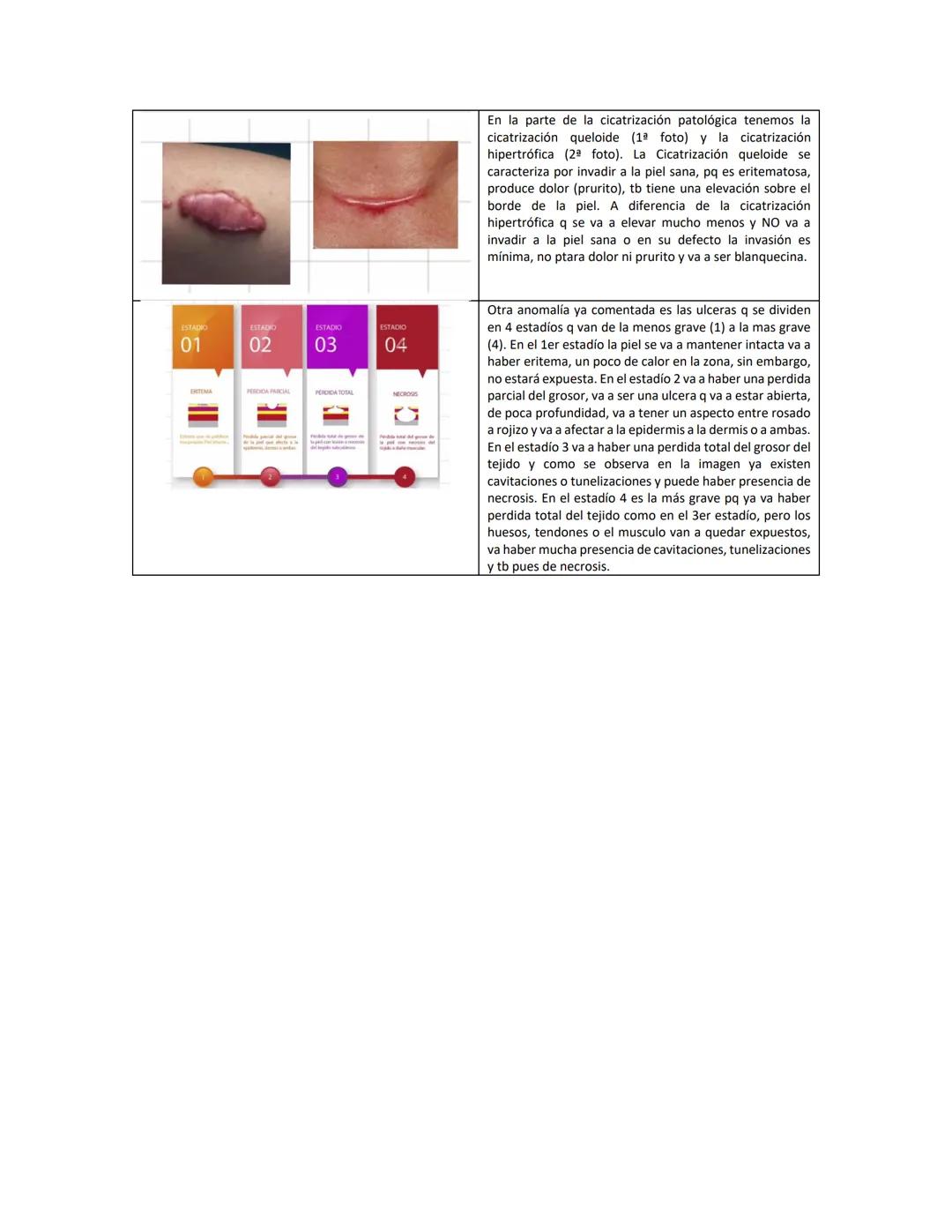 Fibroblast
A
Macrophage
Reparación y renovación
tisular
Epithelial cells
Granulation
Sasuo
Neutrophil
Capillary
B
New blood vessels
Collagen