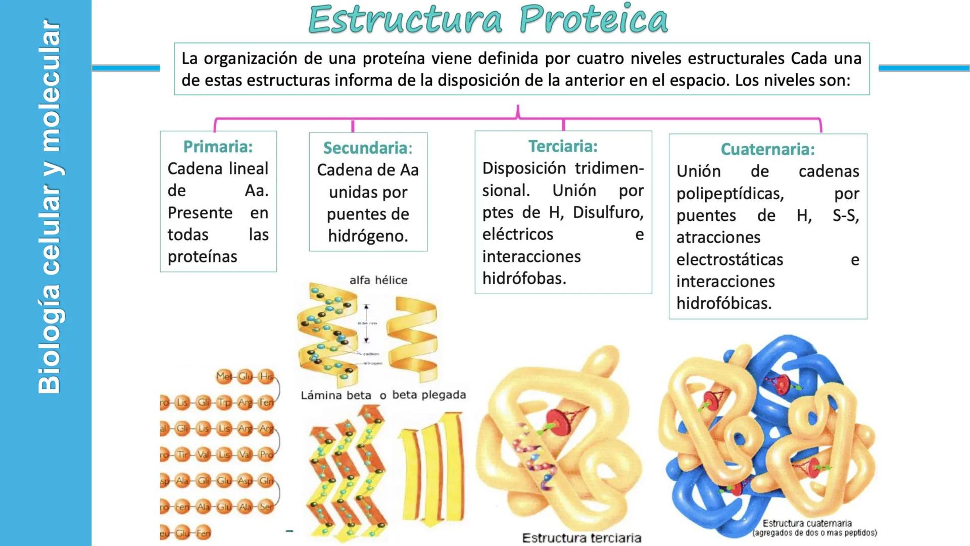 Objetivo: Describir la estructura de las proteínas y analizar la función de las proteínas.
# PROTEÍNAS
Unidad 2 Estudiando la versatilida