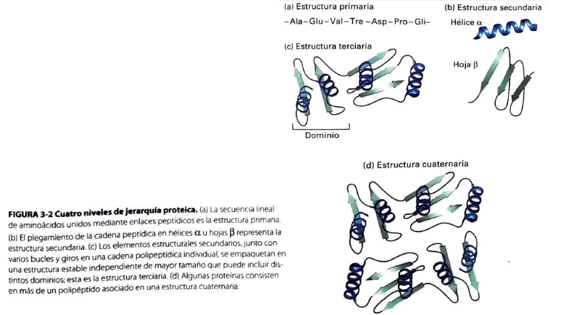 Objetivo: Describir la estructura de las proteínas y analizar la función de las proteínas.
# PROTEÍNAS
Unidad 2 Estudiando la versatilida