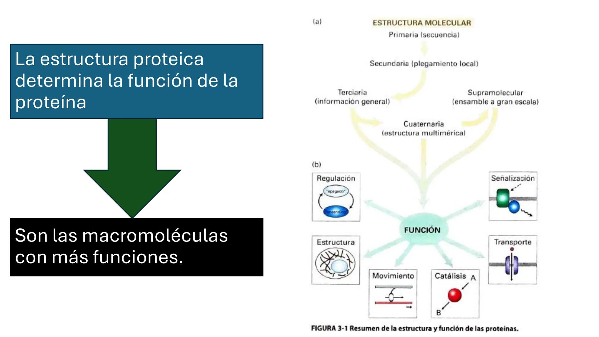 Objetivo: Describir la estructura de las proteínas y analizar la función de las proteínas.
# PROTEÍNAS
Unidad 2 Estudiando la versatilida