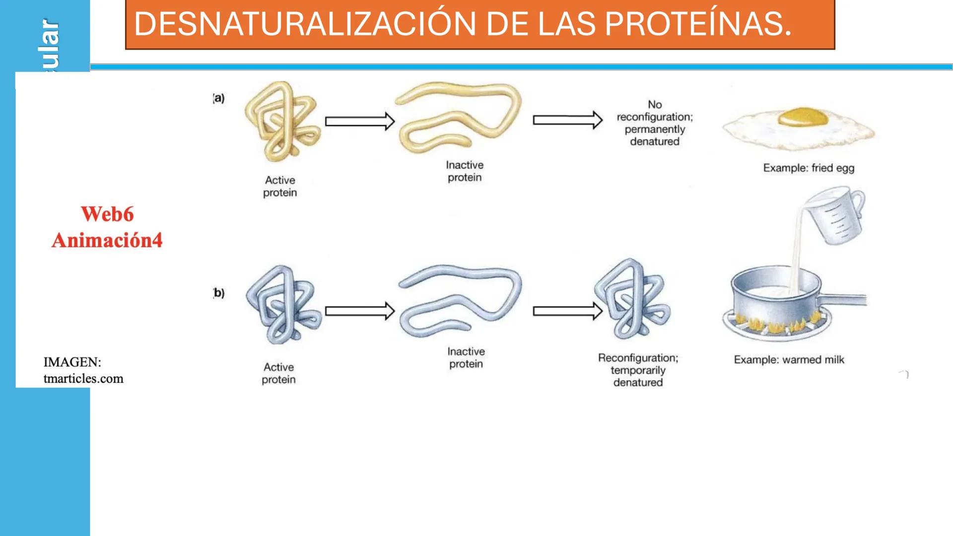 Objetivo: Describir la estructura de las proteínas y analizar la función de las proteínas.
# PROTEÍNAS
Unidad 2 Estudiando la versatilida