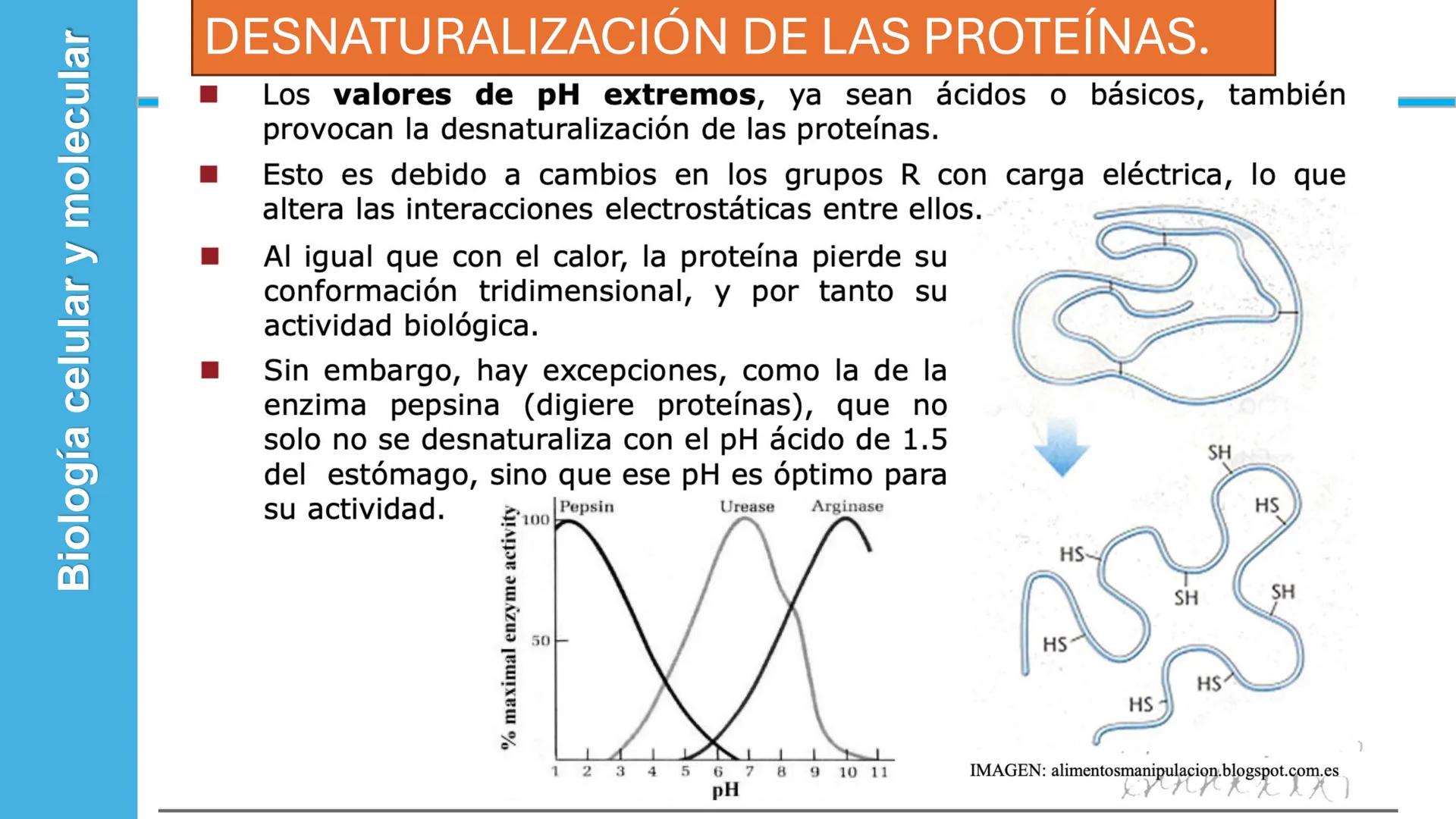 Objetivo: Describir la estructura de las proteínas y analizar la función de las proteínas.
# PROTEÍNAS
Unidad 2 Estudiando la versatilida
