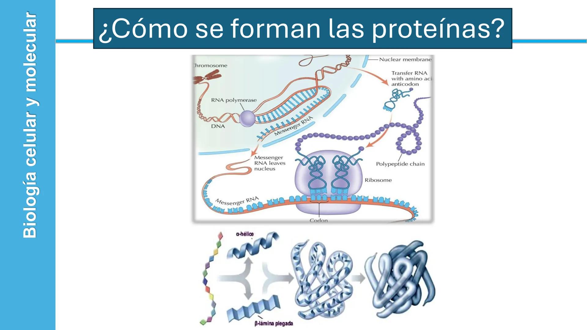 Objetivo: Describir la estructura de las proteínas y analizar la función de las proteínas.
# PROTEÍNAS
Unidad 2 Estudiando la versatilida