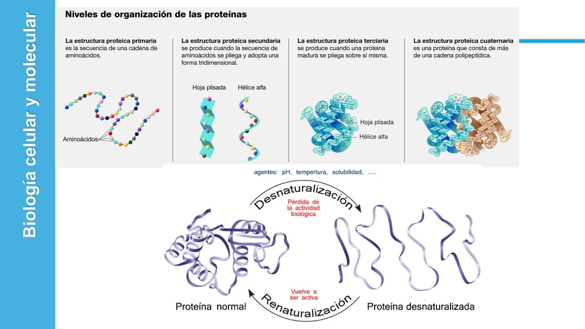 Objetivo: Describir la estructura de las proteínas y analizar la función de las proteínas.
# PROTEÍNAS
Unidad 2 Estudiando la versatilida
