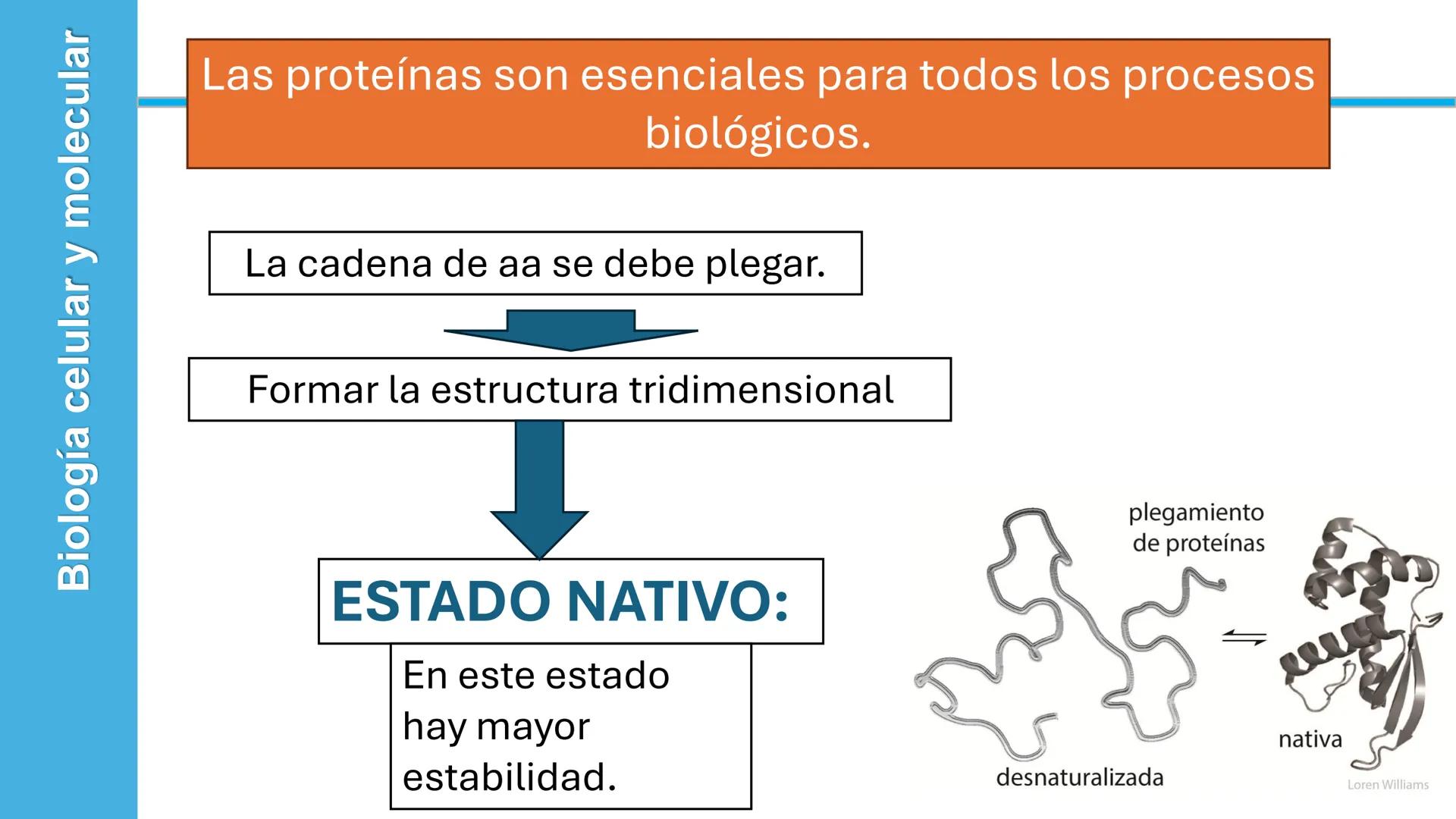 Objetivo: Describir la estructura de las proteínas y analizar la función de las proteínas.
# PROTEÍNAS
Unidad 2 Estudiando la versatilida