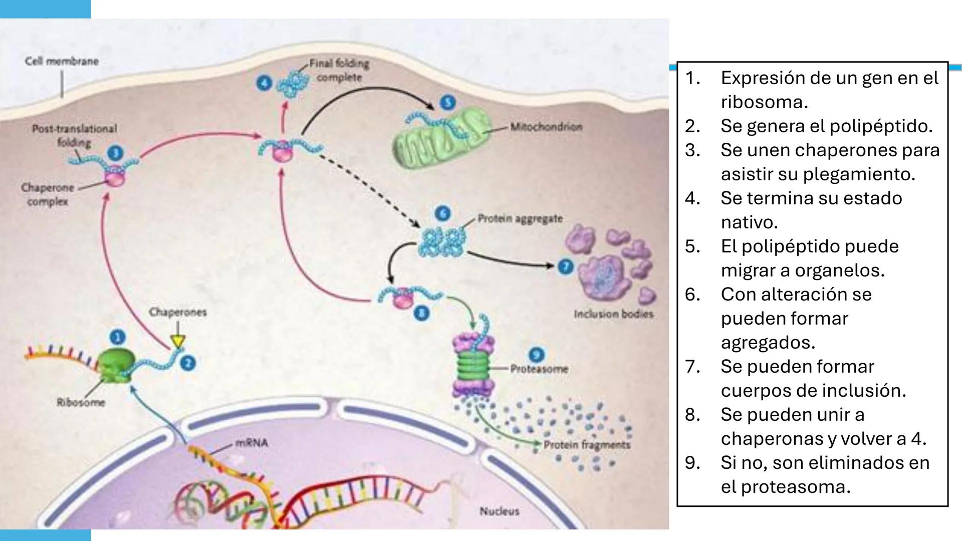 Objetivo: Describir la estructura de las proteínas y analizar la función de las proteínas.
# PROTEÍNAS
Unidad 2 Estudiando la versatilida