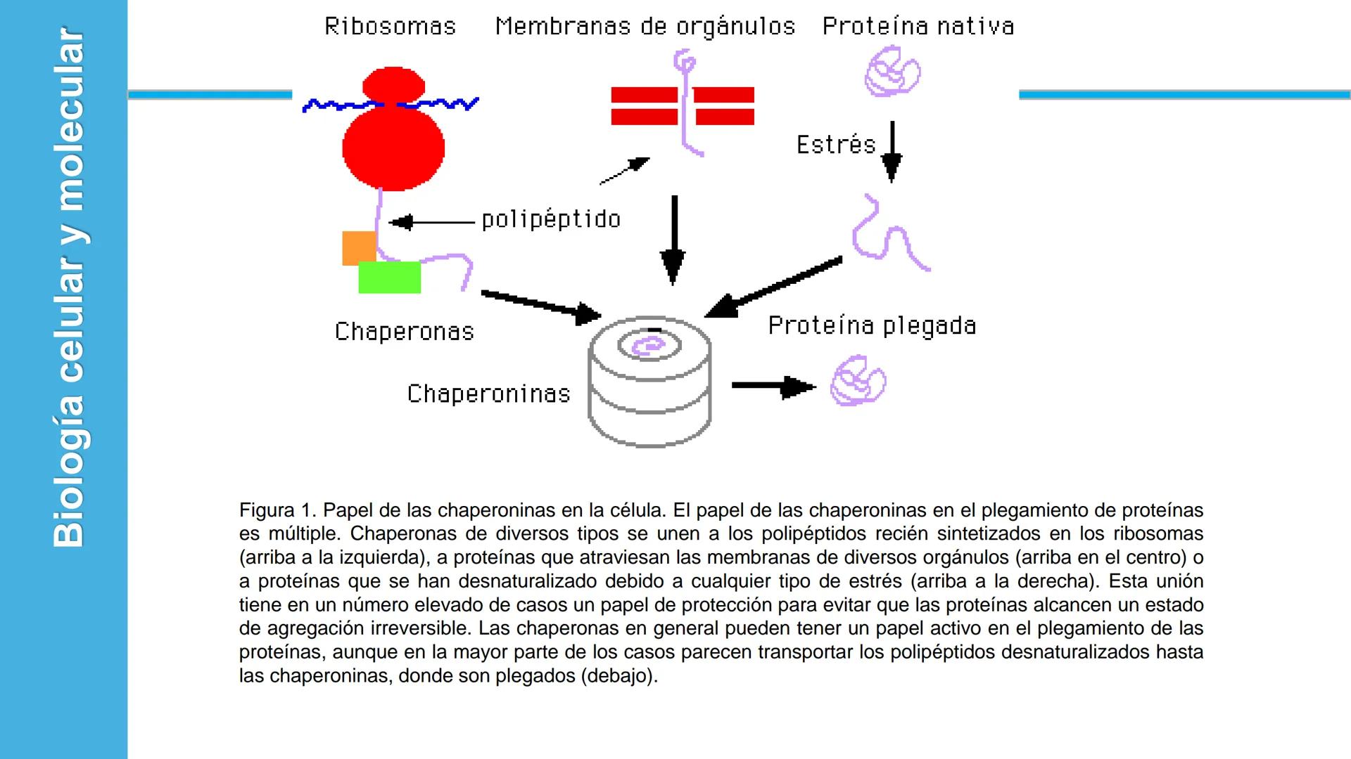 Objetivo: Describir la estructura de las proteínas y analizar la función de las proteínas.
# PROTEÍNAS
Unidad 2 Estudiando la versatilida