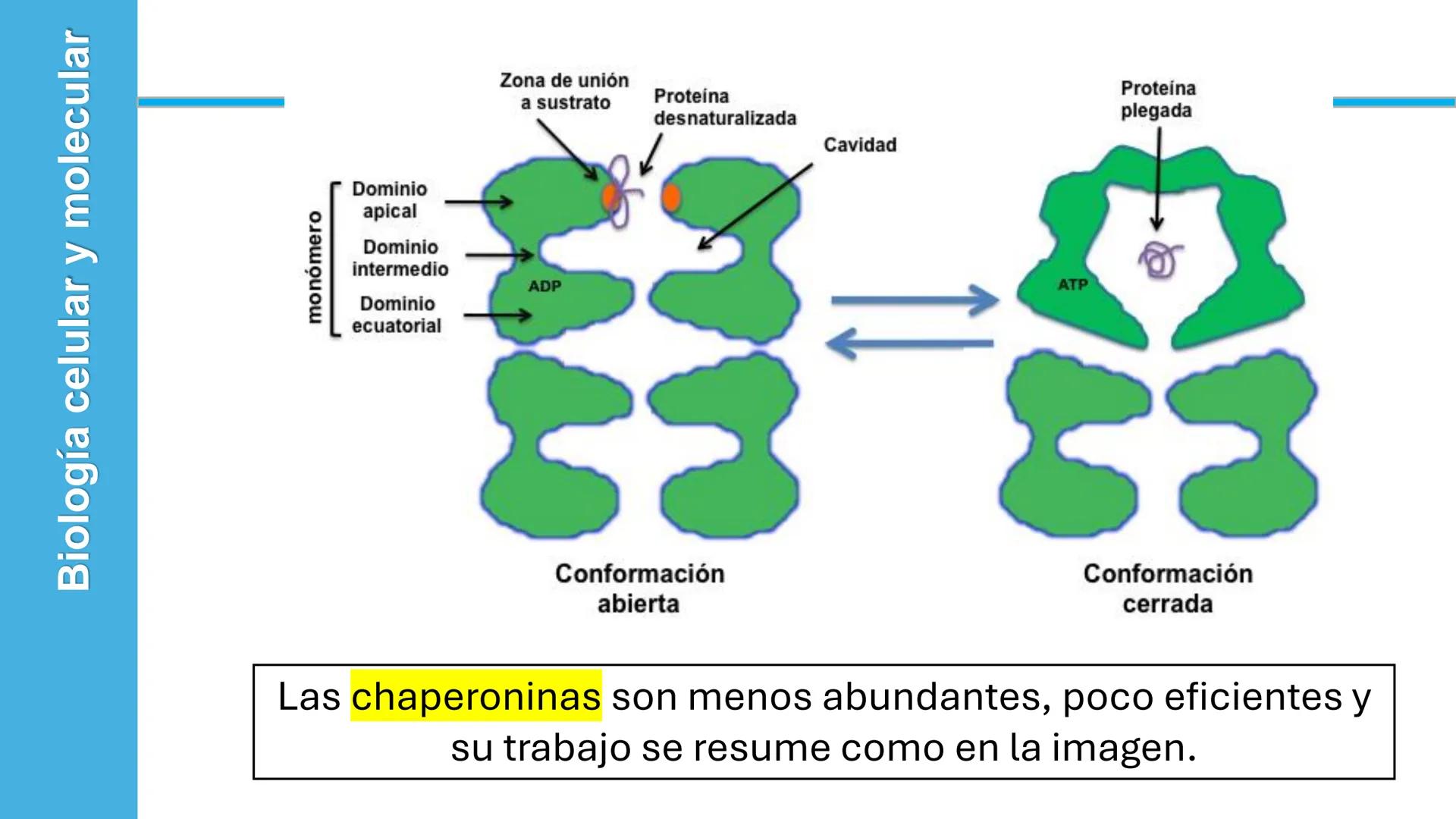 Objetivo: Describir la estructura de las proteínas y analizar la función de las proteínas.
# PROTEÍNAS
Unidad 2 Estudiando la versatilida