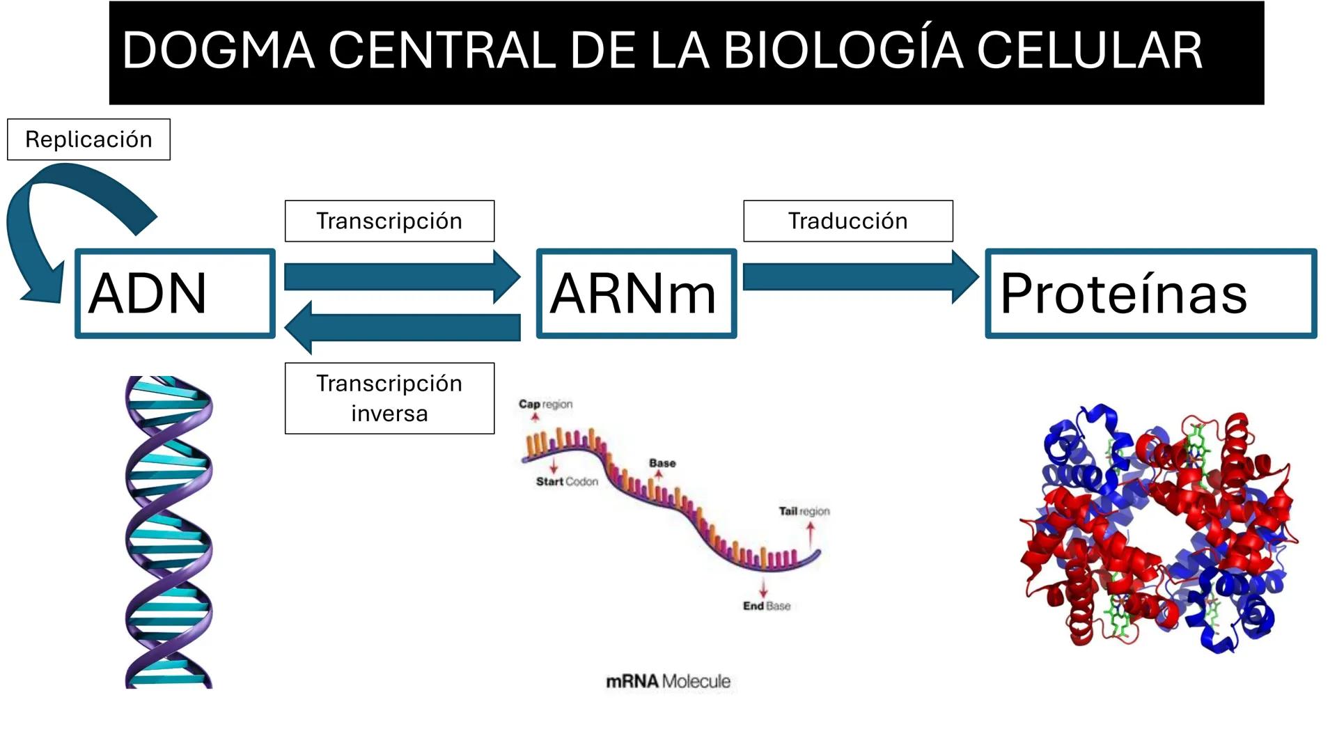 Objetivo: Describir la estructura de las proteínas y analizar la función de las proteínas.
# PROTEÍNAS
Unidad 2 Estudiando la versatilida