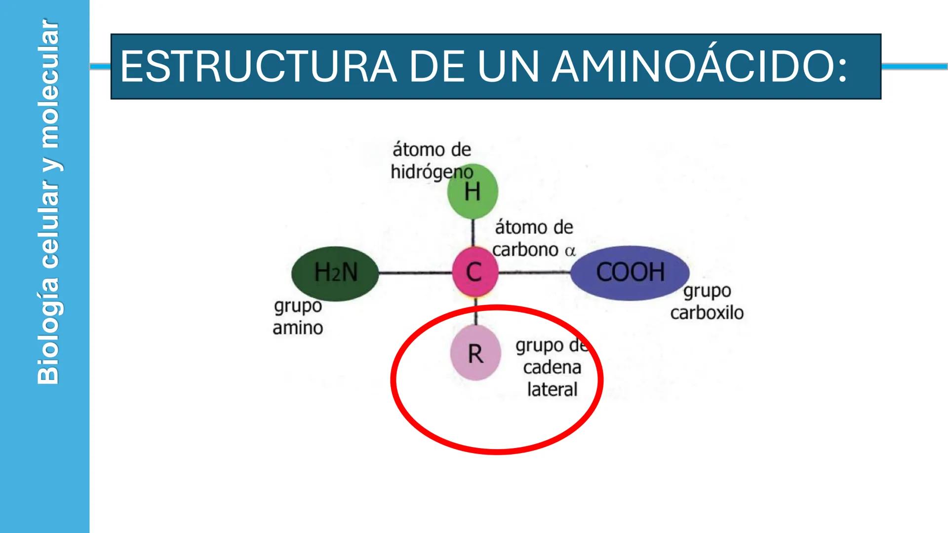 Objetivo: Describir la estructura de las proteínas y analizar la función de las proteínas.
# PROTEÍNAS
Unidad 2 Estudiando la versatilida