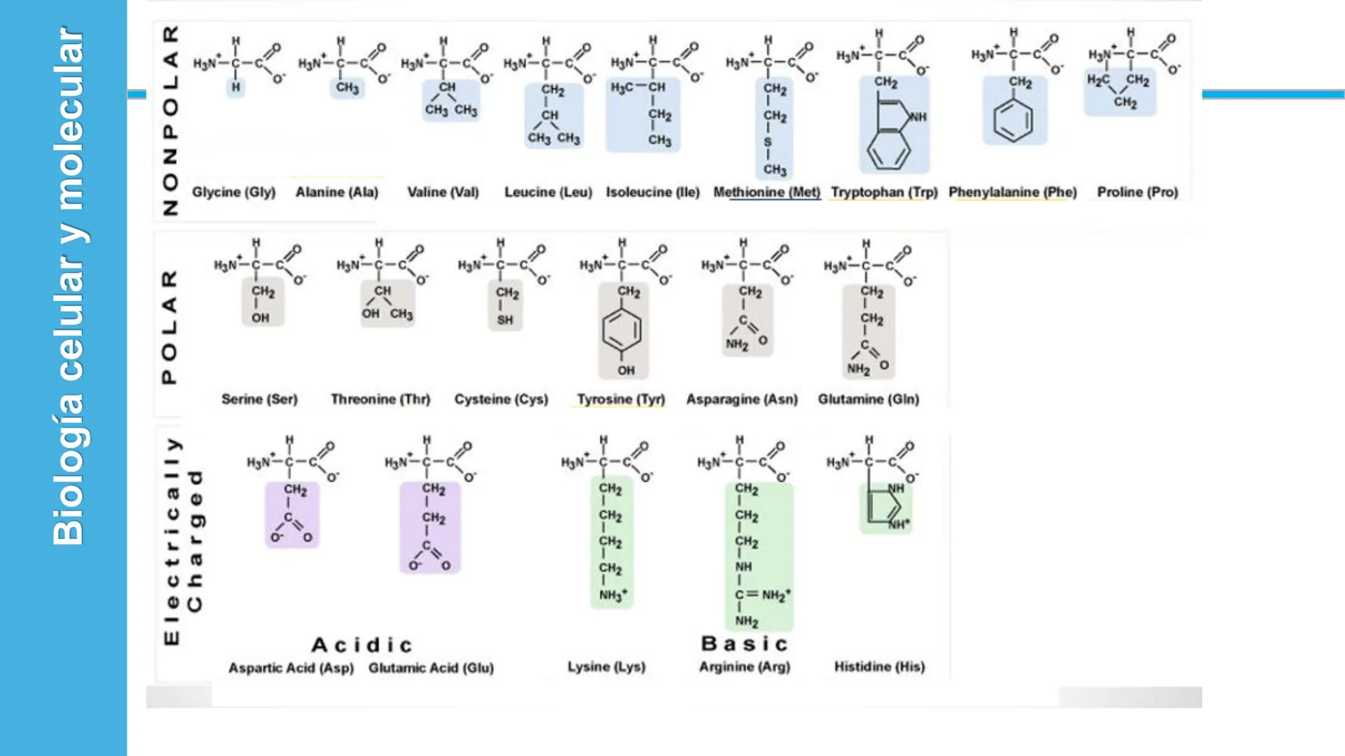 Objetivo: Describir la estructura de las proteínas y analizar la función de las proteínas.
# PROTEÍNAS
Unidad 2 Estudiando la versatilida