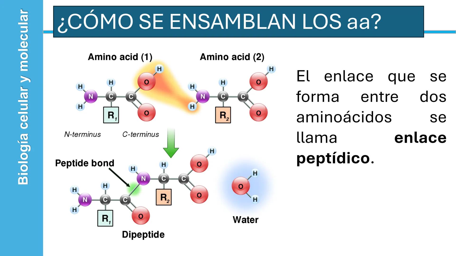 Objetivo: Describir la estructura de las proteínas y analizar la función de las proteínas.
# PROTEÍNAS
Unidad 2 Estudiando la versatilida
