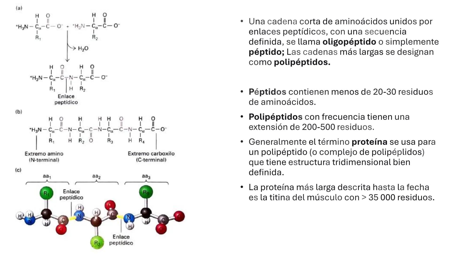 Objetivo: Describir la estructura de las proteínas y analizar la función de las proteínas.
# PROTEÍNAS
Unidad 2 Estudiando la versatilida