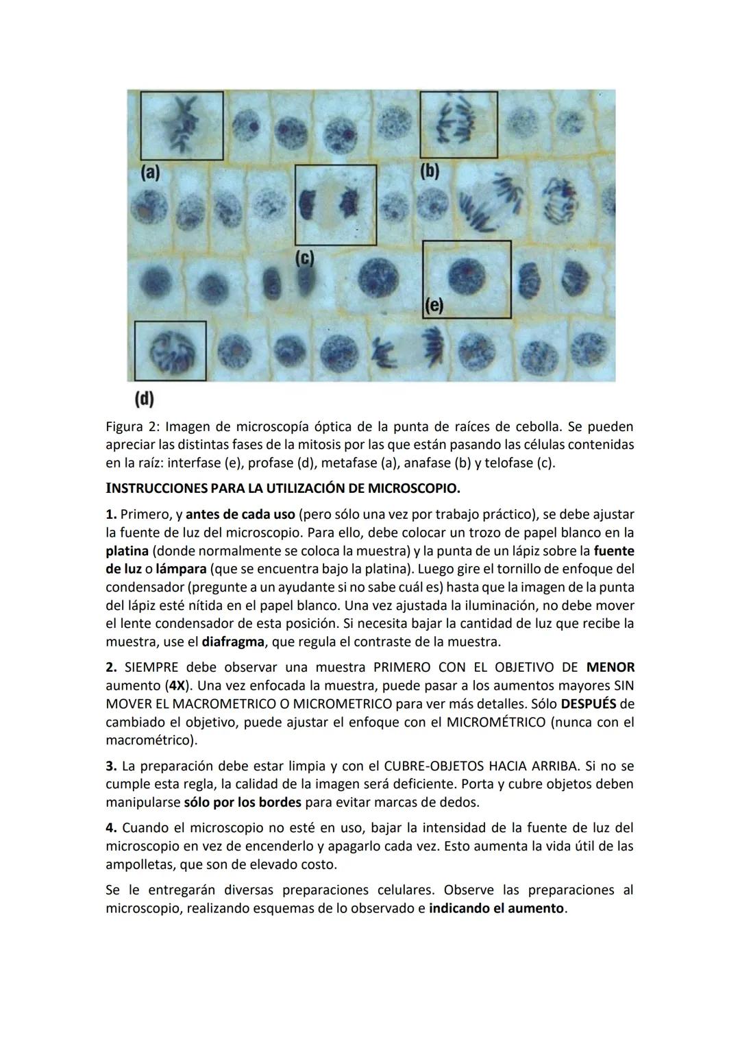 # Trabajo práctico N°3: La estructura celular al microscopio.
## I. Introducción.
Las células, componentes de todos los seres vivos, posee