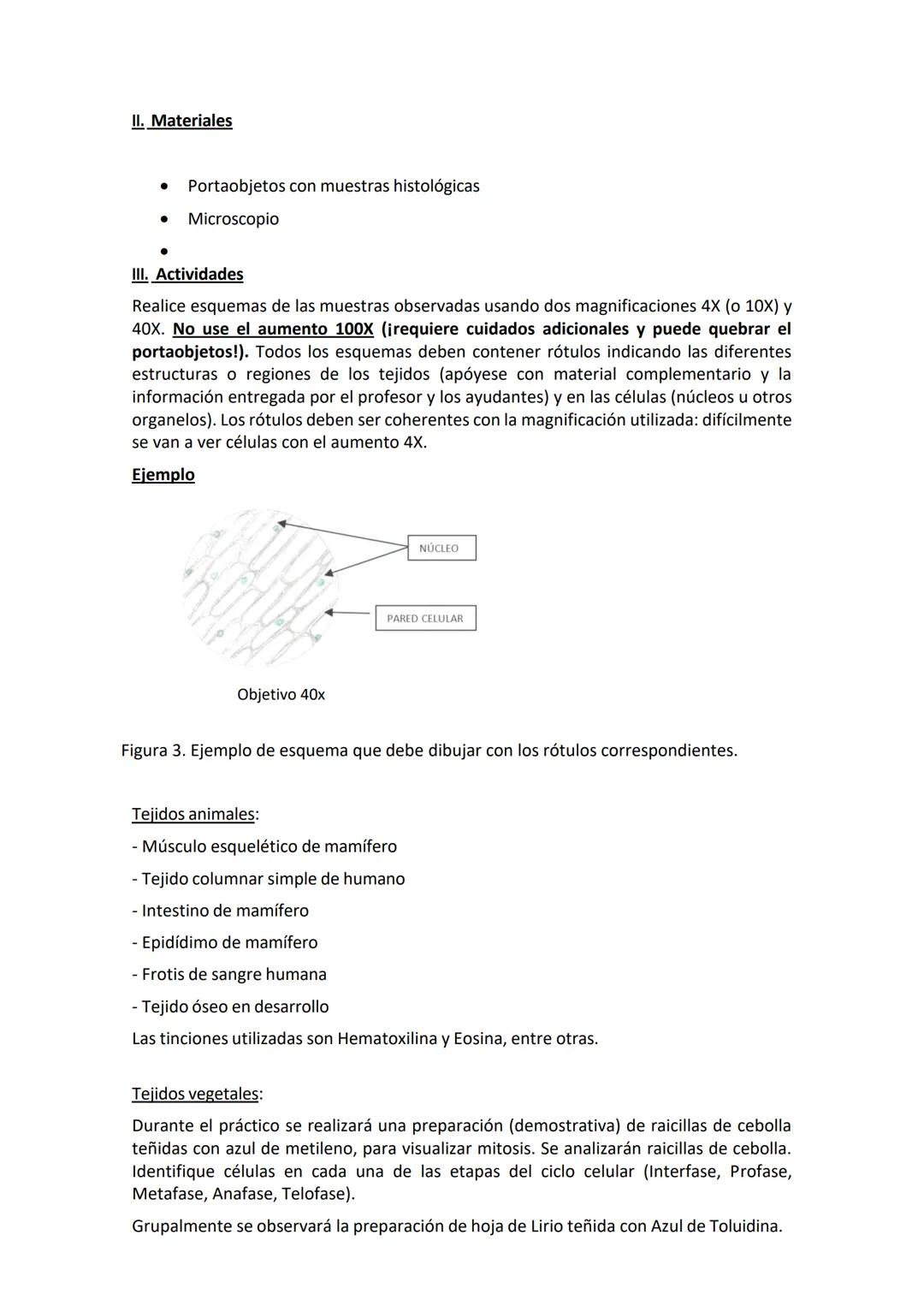 # Trabajo práctico N°3: La estructura celular al microscopio.
## I. Introducción.
Las células, componentes de todos los seres vivos, posee