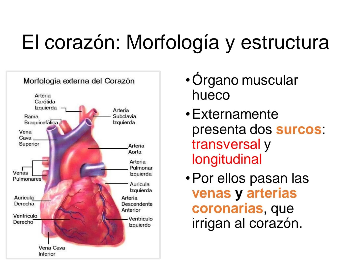 # Anatomía y fisiología del aparato circulatorio
TOC - 085 # GENERALIDADES
* El sistema cardiovascular está formado por el corazón y los va
